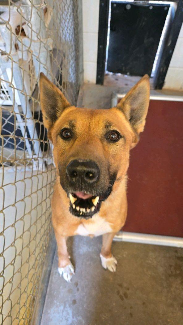 Sully, a ADOPTABLE mixed breed in Parowan, UT image 1/3