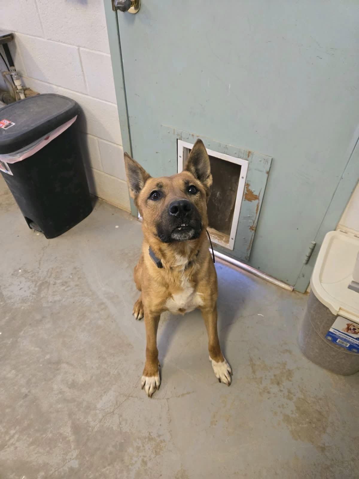 Sully, a ADOPTABLE mixed breed in Parowan, UT image 2/3