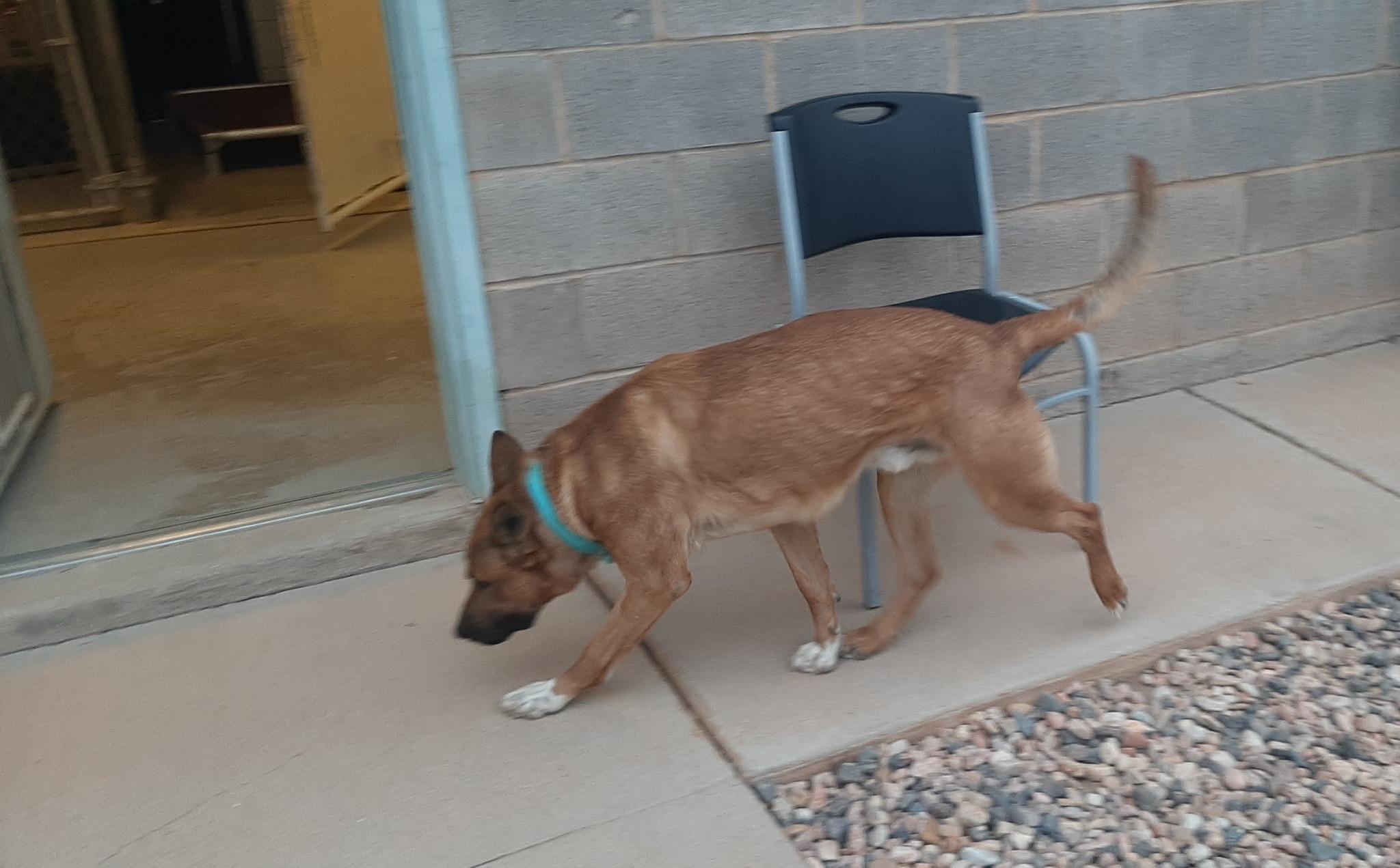 Sully, a ADOPTABLE mixed breed in Parowan, UT image 3/3