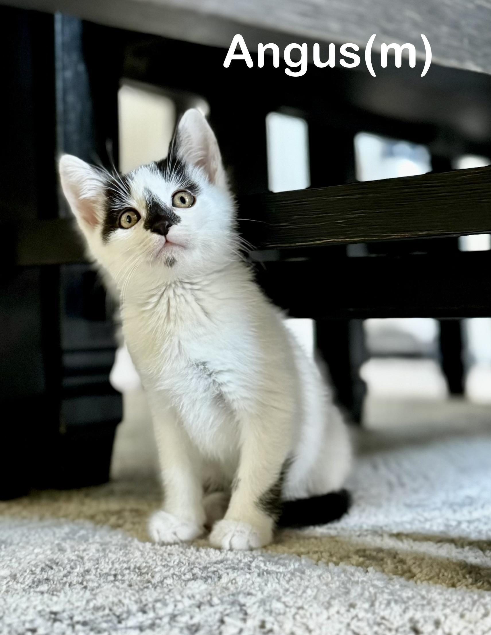Angus, Adoptable, Kitten Male Domestic Short Hair.