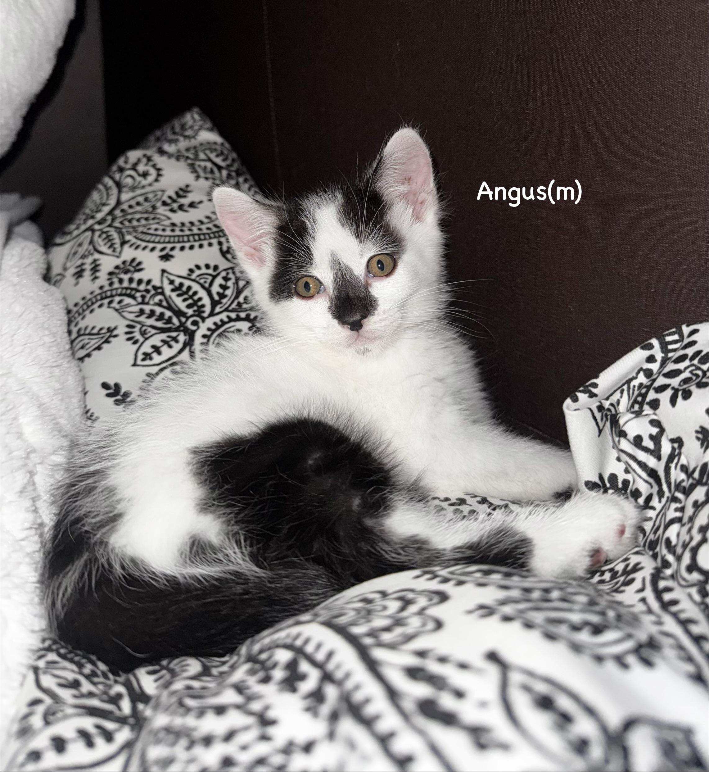 Angus, a Adoptable mixed breed in Dixon, CA image 3/4