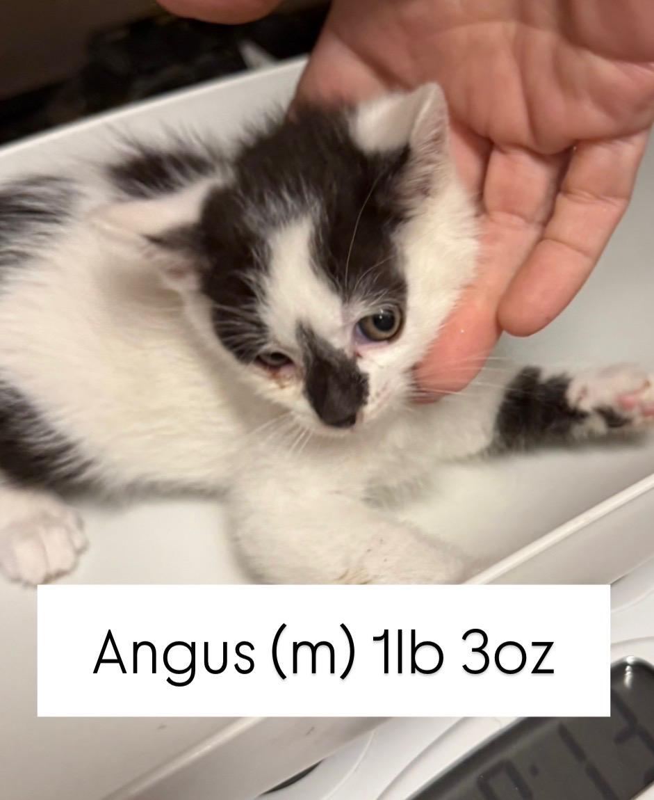 Angus, a Adoptable mixed breed in Dixon, CA image 4/4