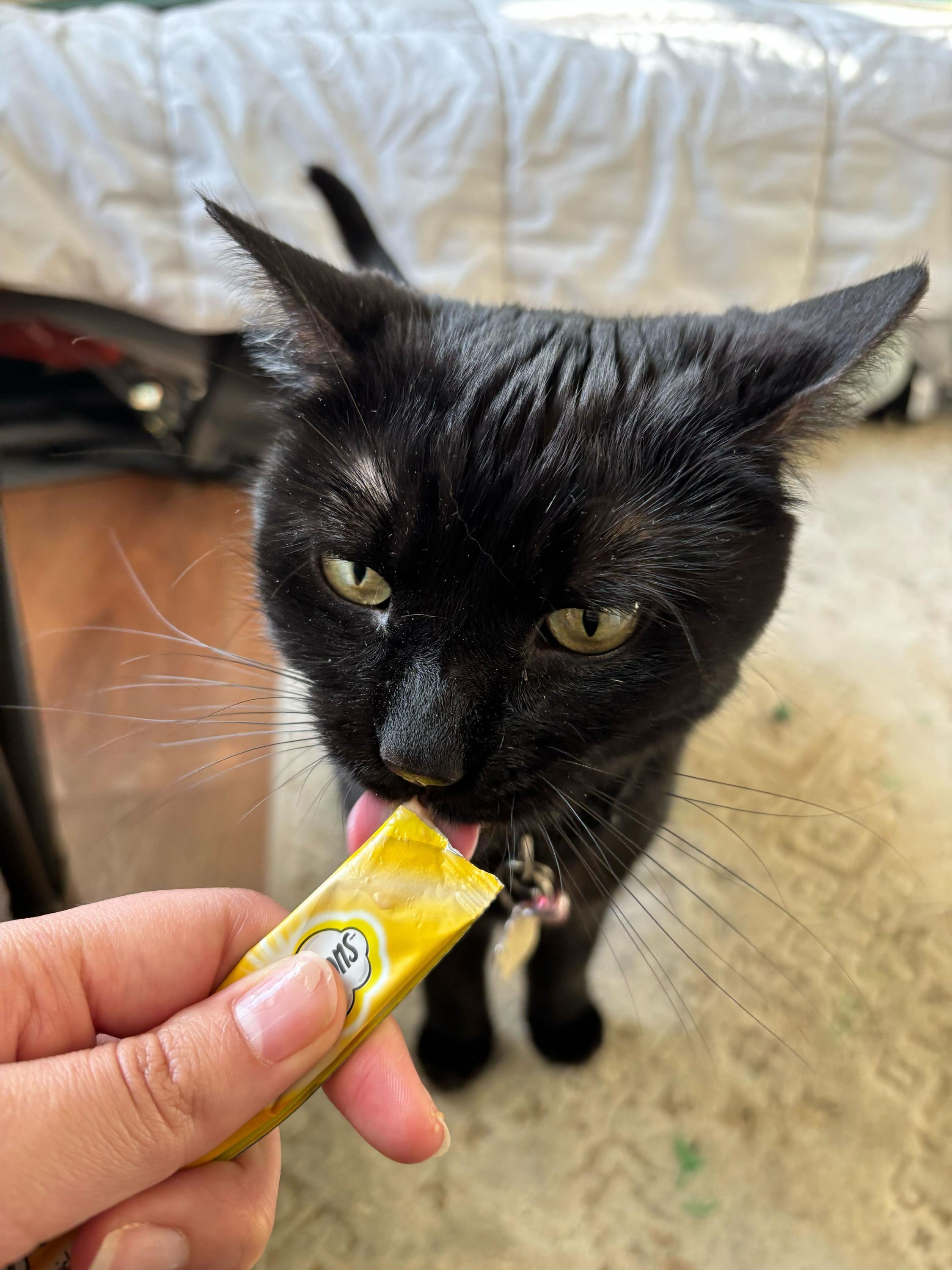 Enlarge Ebony, an adoptable Domestic Short Hair in Toronto, ON image 2/6