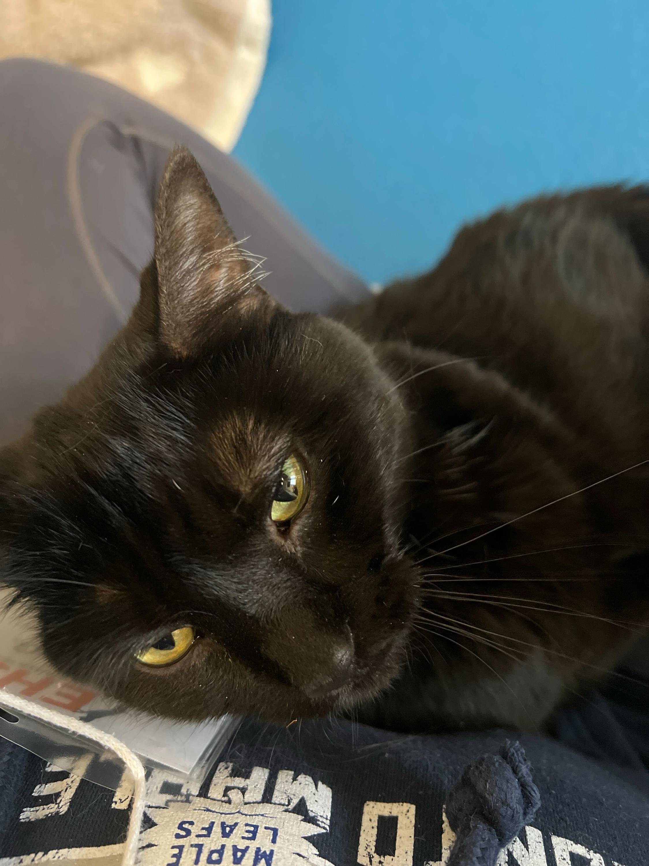 Enlarge Ebony, an adoptable Domestic Short Hair in Toronto, ON image 5/6