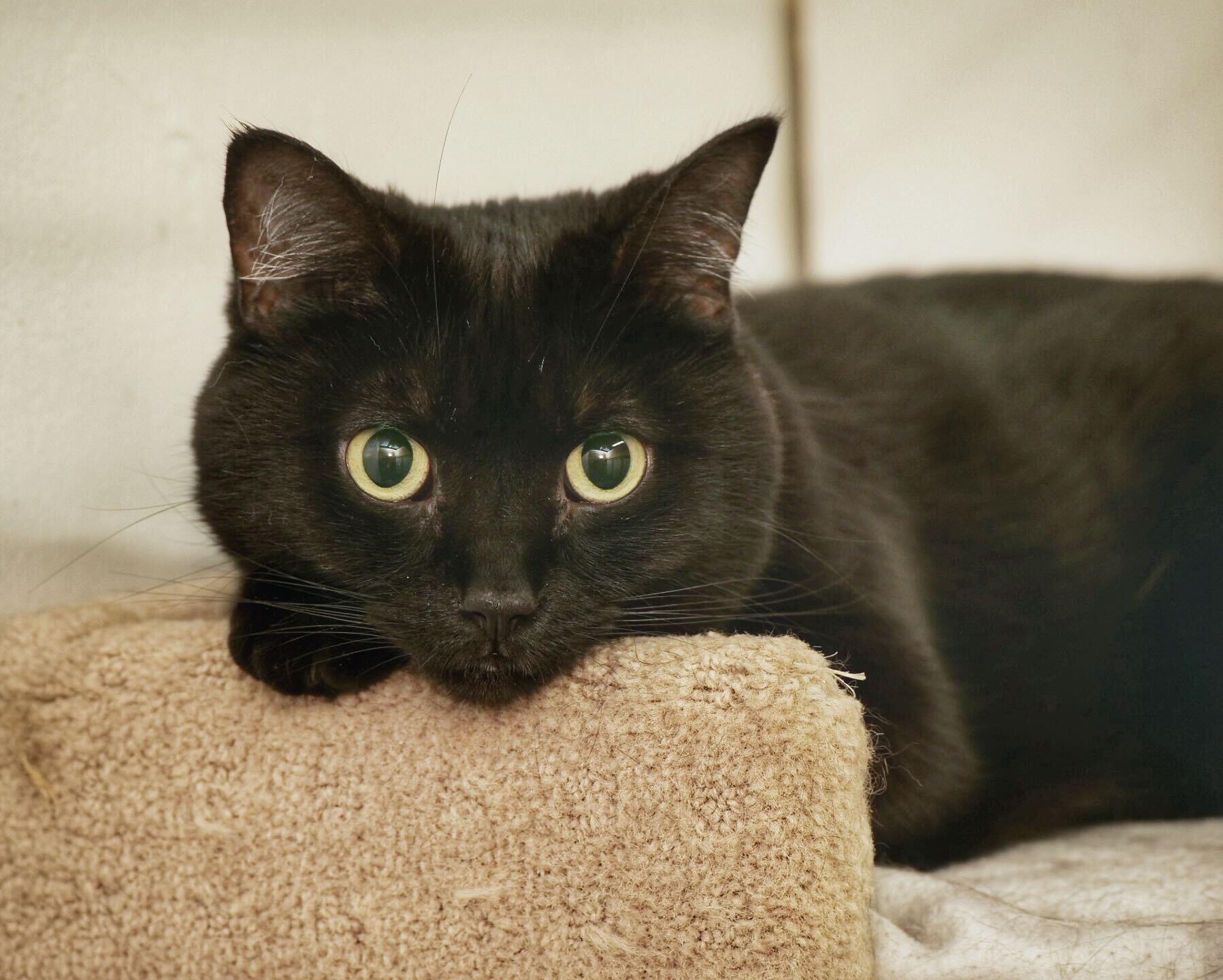 Enlarge Ebony, an adoptable Domestic Short Hair in Toronto, ON image 1/6