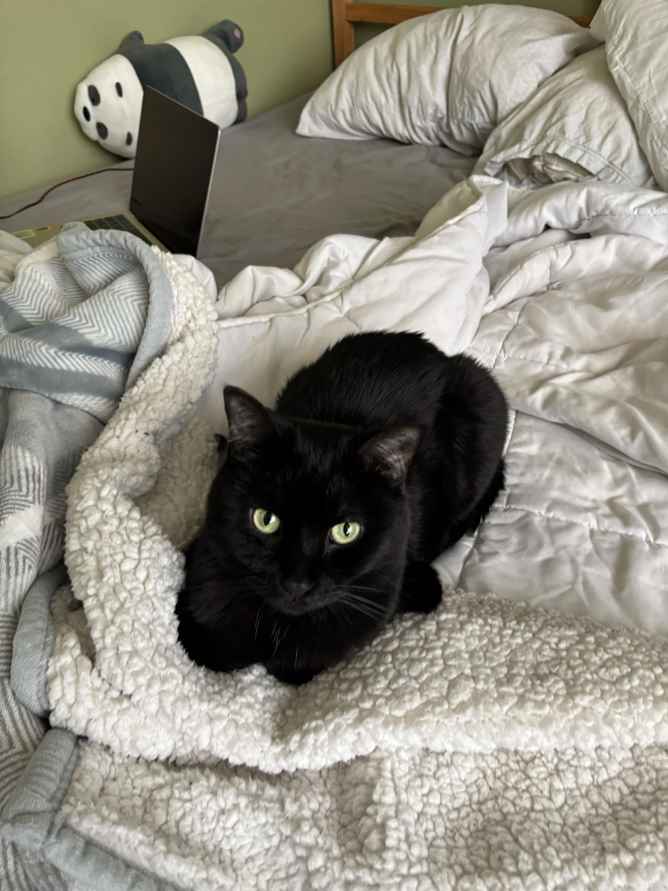 Enlarge Ebony, an adoptable Domestic Short Hair in Toronto, ON image 3/6