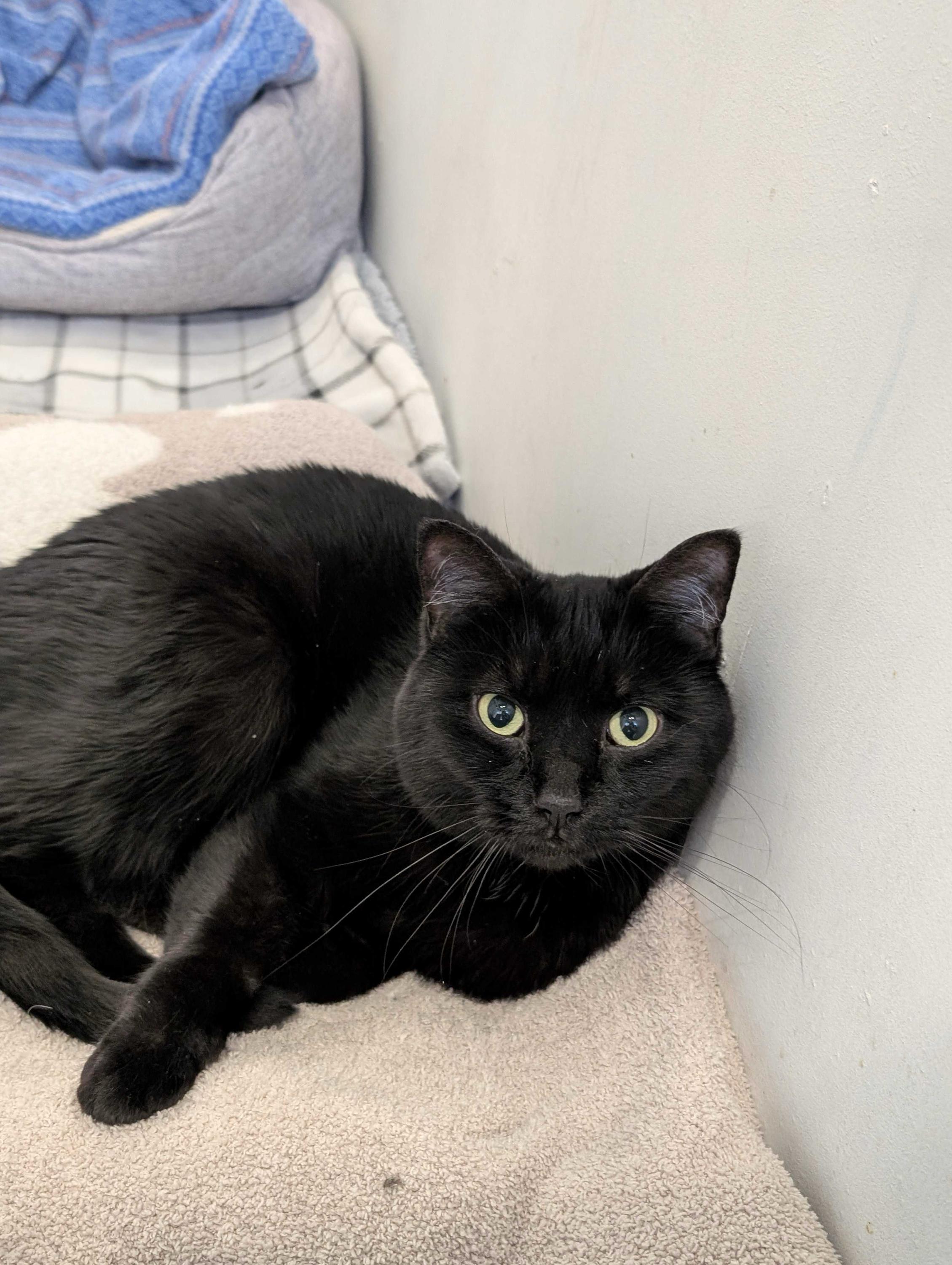 Enlarge Ebony, an adoptable Domestic Short Hair in Toronto, ON image 6/6