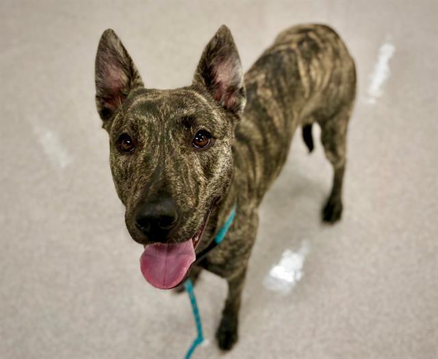 GRACIE, Adoptable, Young Female Dutch Shepherd.
