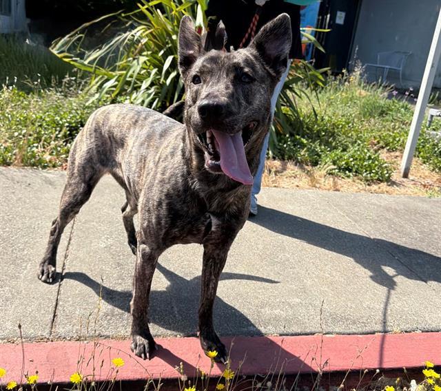 Enlarge GRACIE, a Adoptable mixed breed in Santa Rosa, CA image 1/1