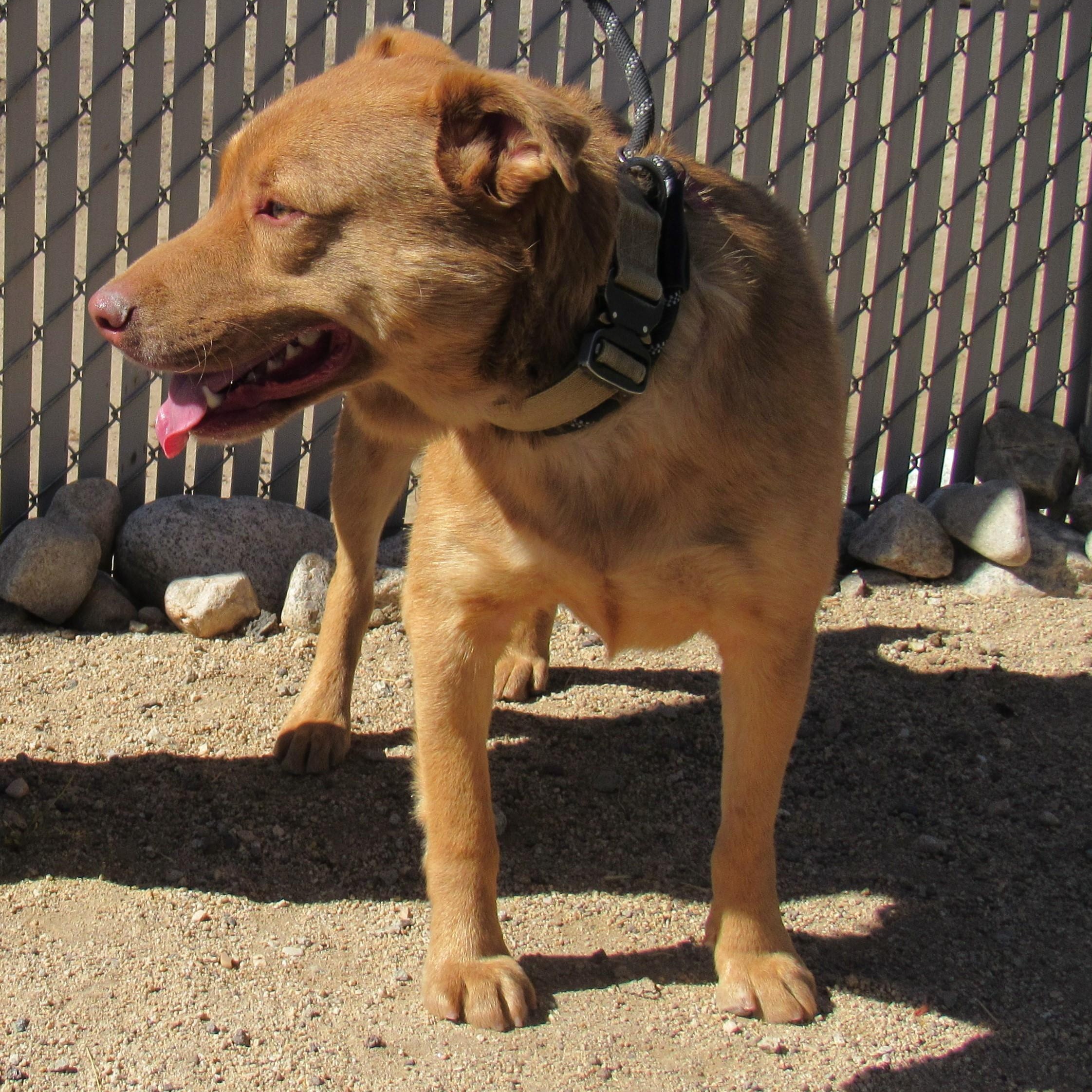 Newly, Adoptable, Adult Male Shepherd.