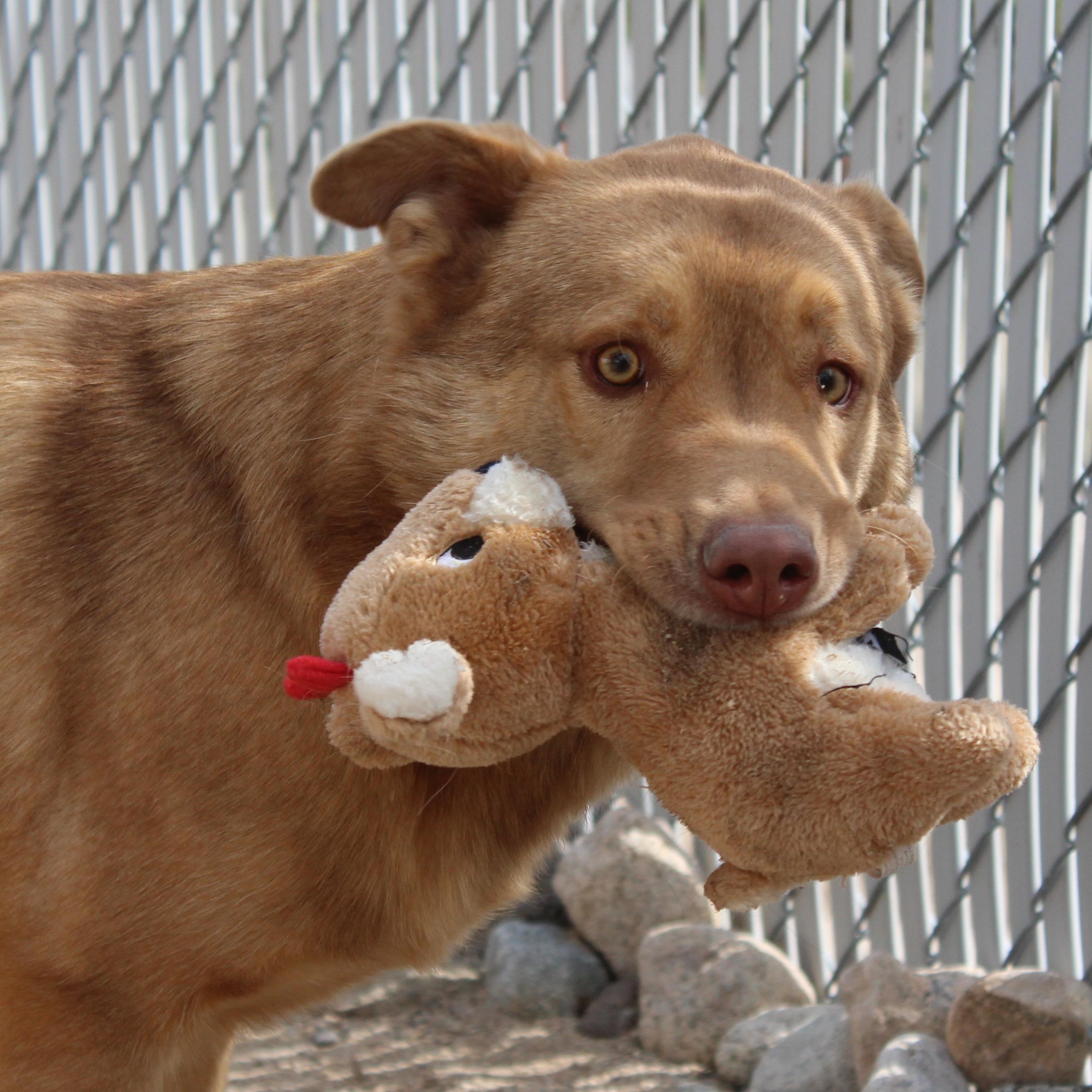 Enlarge Newly, a Adoptable mixed breed in Yucca Valley, CA image 3/5