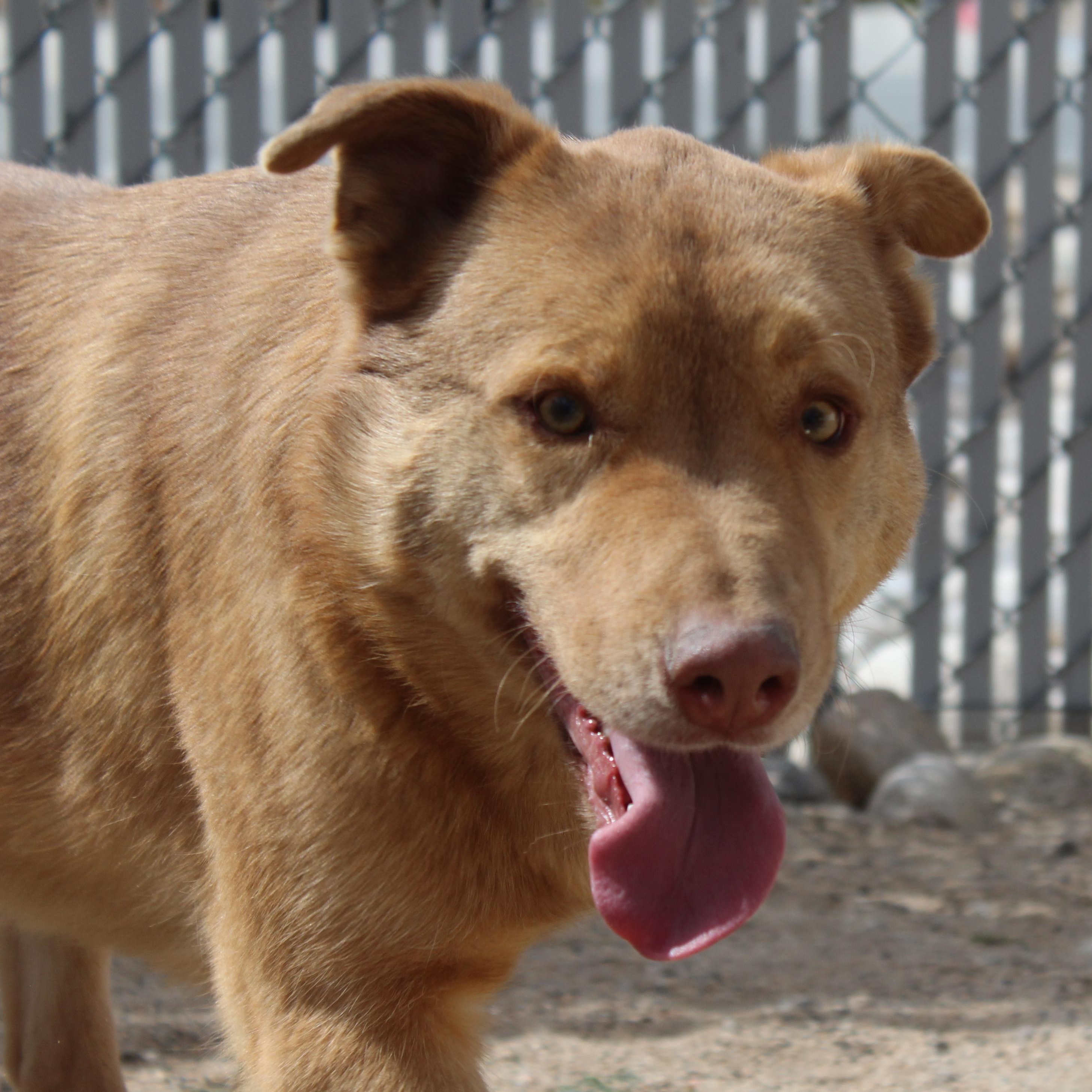 Enlarge Newly, a Adoptable mixed breed in Yucca Valley, CA image 5/5