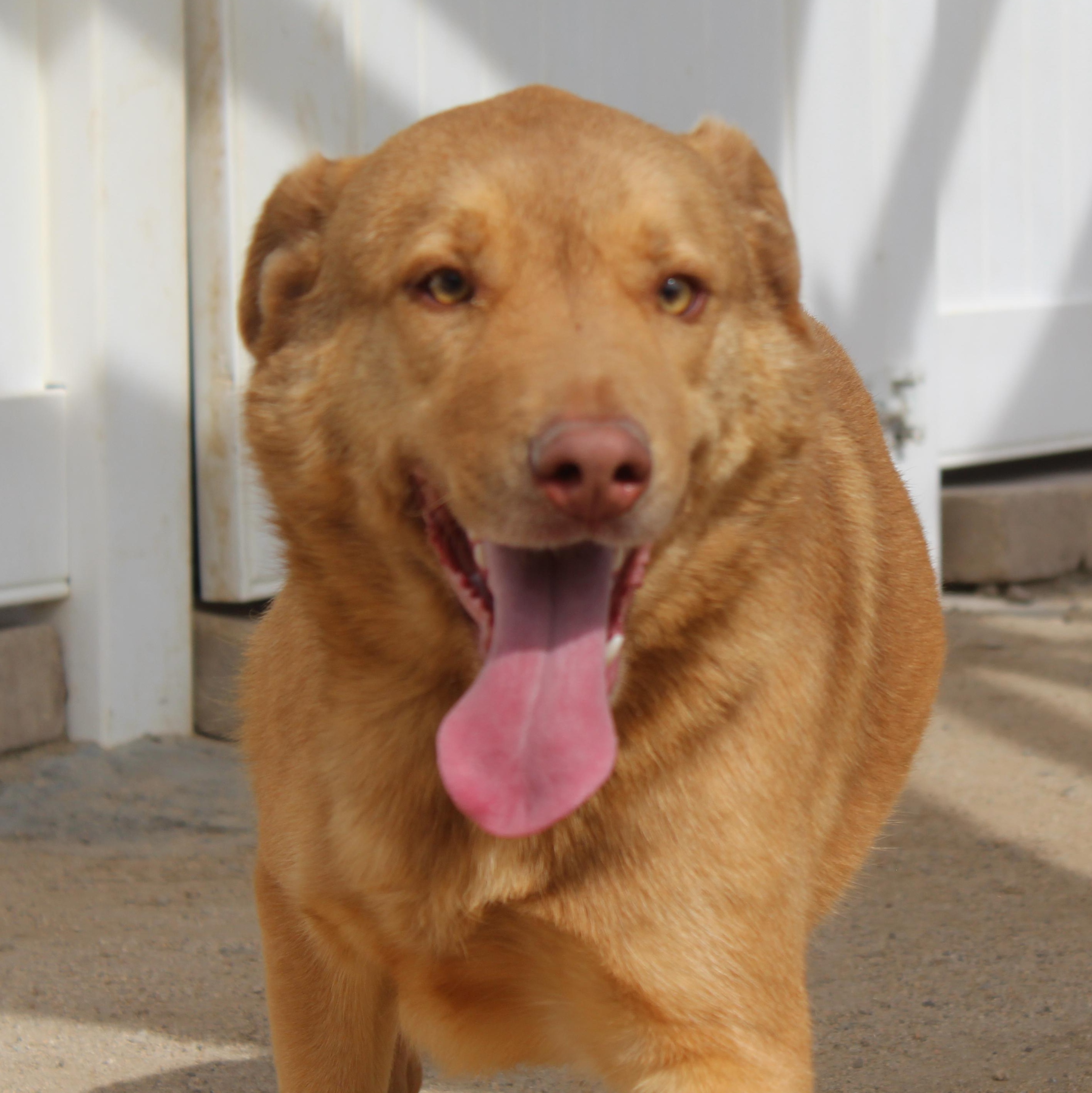 Newly, Adoptable, Adult Male Shepherd.