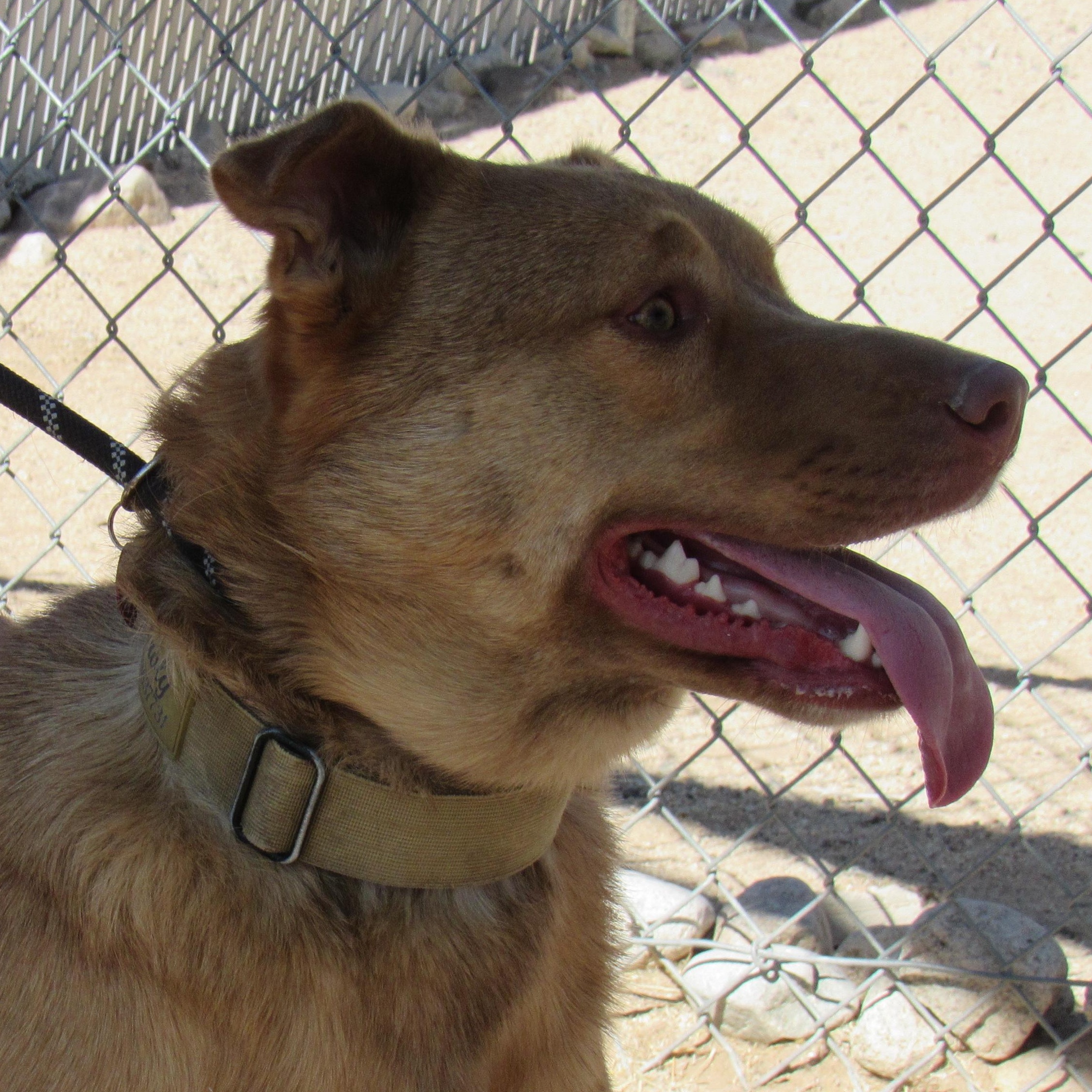 Enlarge Newly, a Adoptable mixed breed in Yucca Valley, CA image 2/2