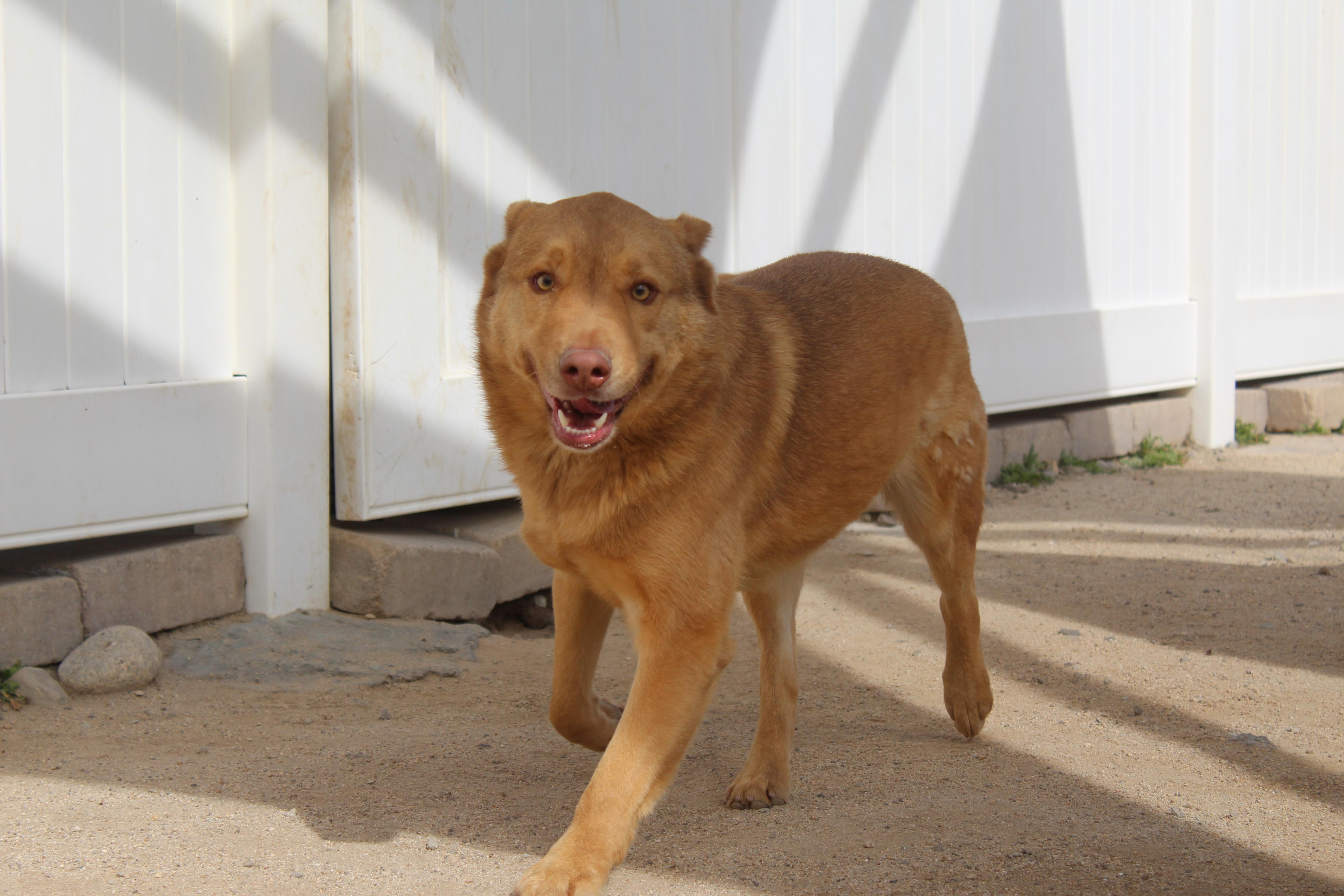 Enlarge Newly, a Adoptable mixed breed in Yucca Valley, CA image 2/5