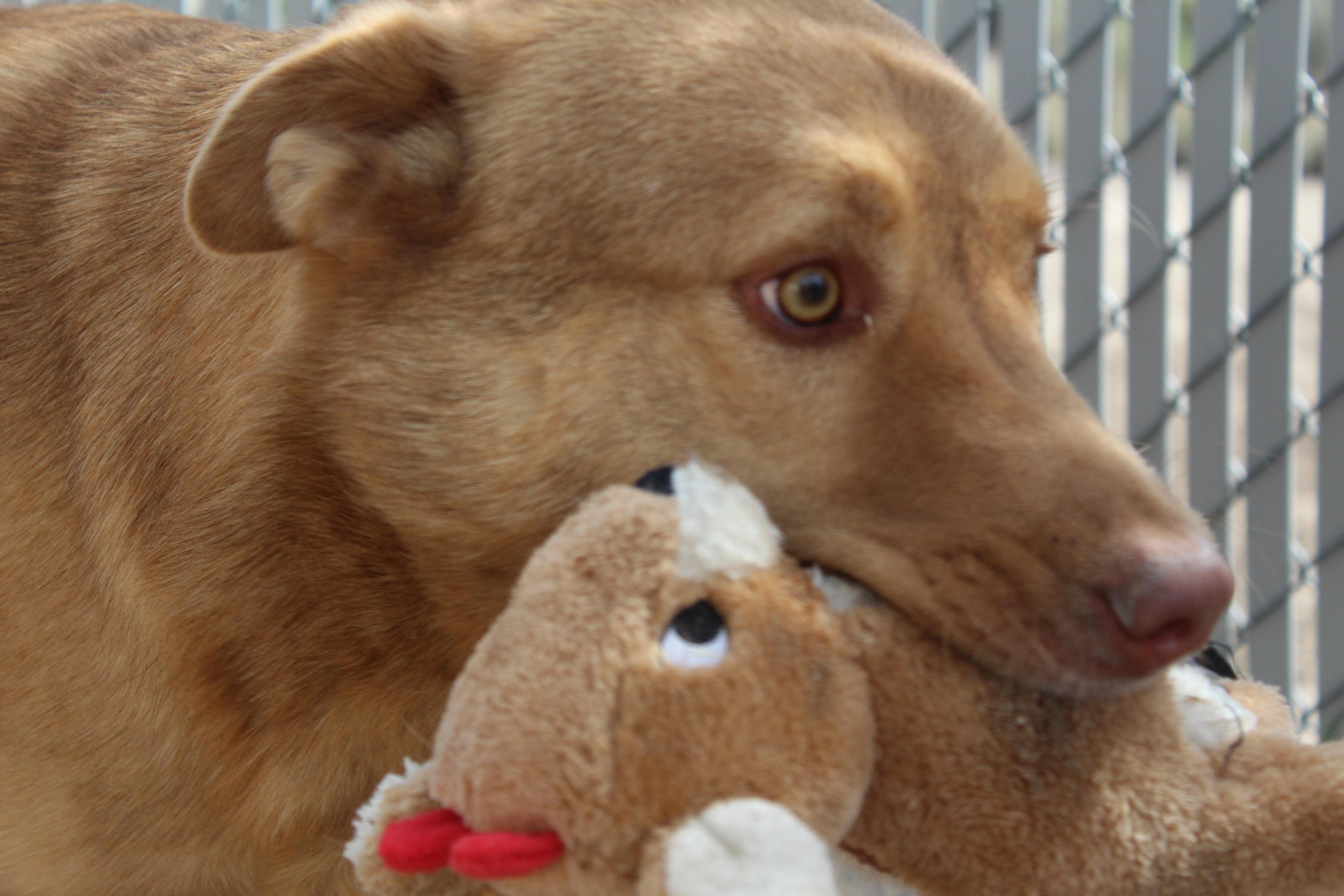 Enlarge Newly, a Adoptable mixed breed in Yucca Valley, CA image 4/5