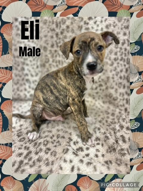 Eli