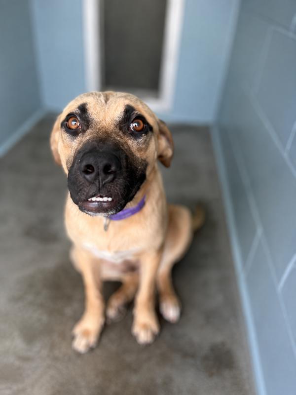 Billy, Adoptable, Young Male Terrier.