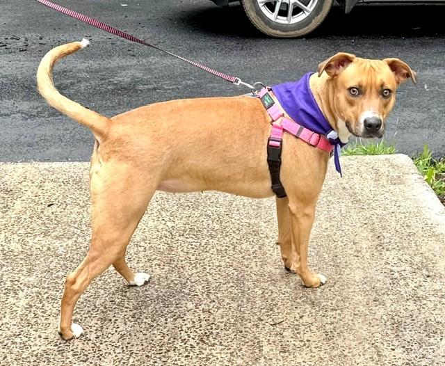 Rhodesian Ridgebacks for Adoption in Andover, Massachusetts