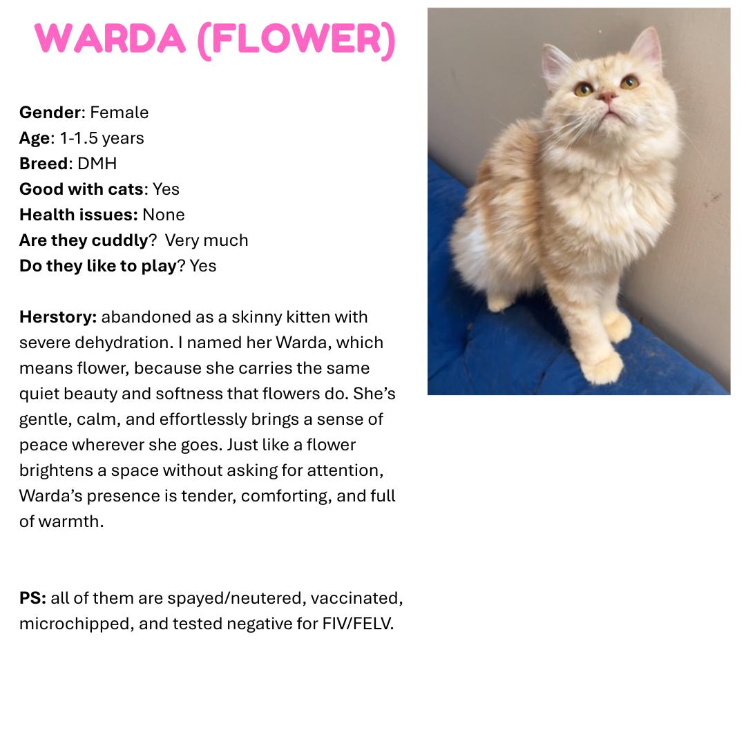 Enlarge  Flower SA Purrsianx, an adoptable mixed breed in New York, NY image 4/4