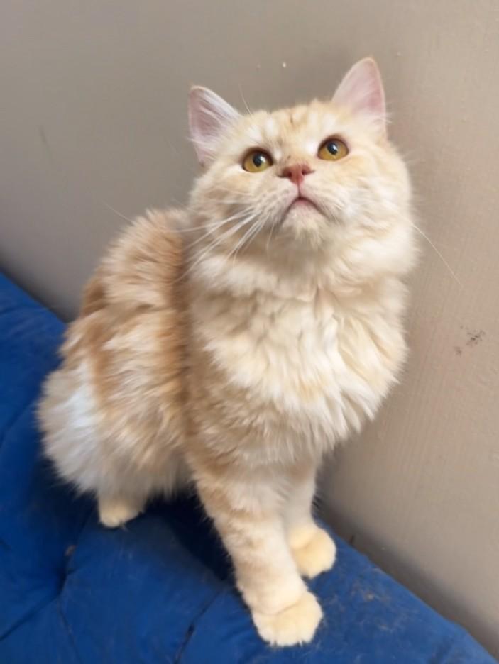 Enlarge  Flower SA Purrsianx, an adoptable mixed breed in New York, NY image 2/4