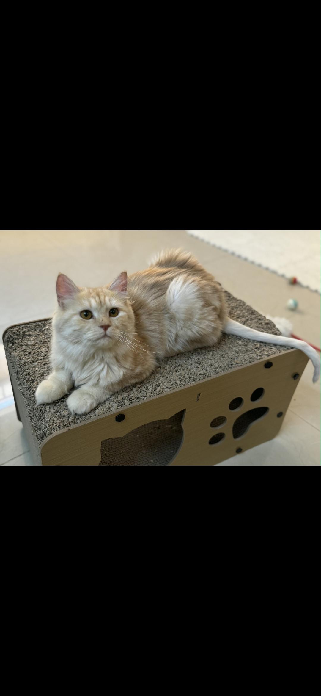 Enlarge  Flower SA Purrsianx, an adoptable mixed breed in New York, NY image 3/4