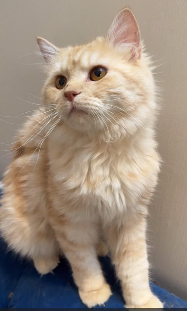 Enlarge  Flower SA Purrsianx, an adoptable mixed breed in New York, NY image 1/4