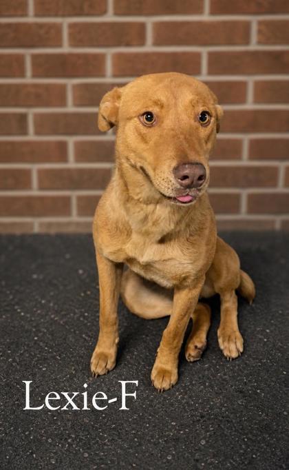 Lexie, Adoptable, Adult Female Labrador Retriever & Mixed Breed.