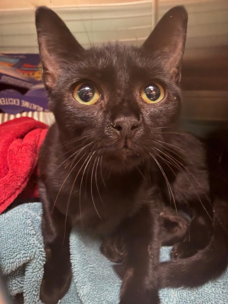 Starling (Tinky), Adoptable, Young Female Domestic Short Hair.