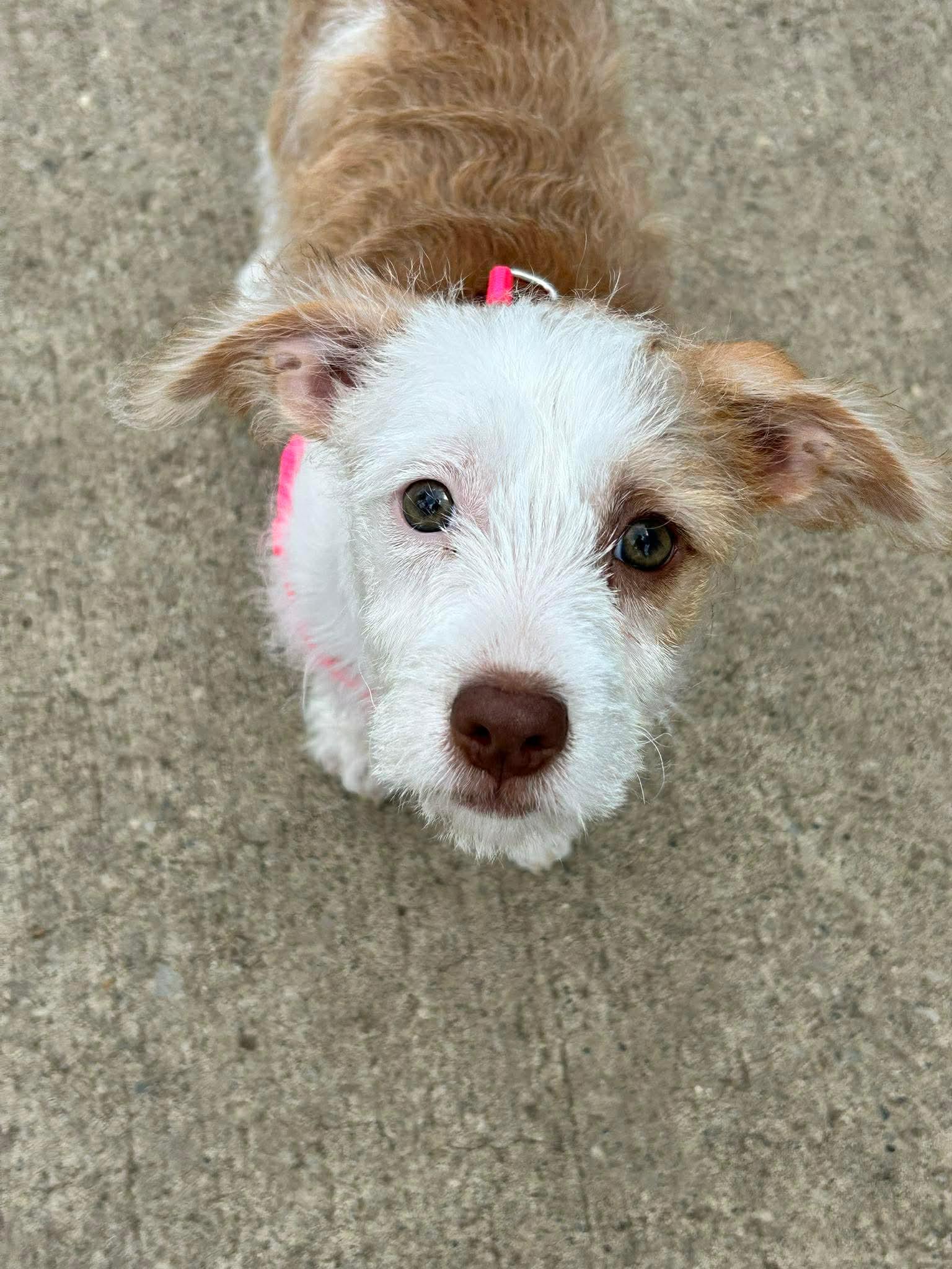 Enlarge Charlie, a ADOPTABLE mixed breed in Brunswick, OH image 3/6