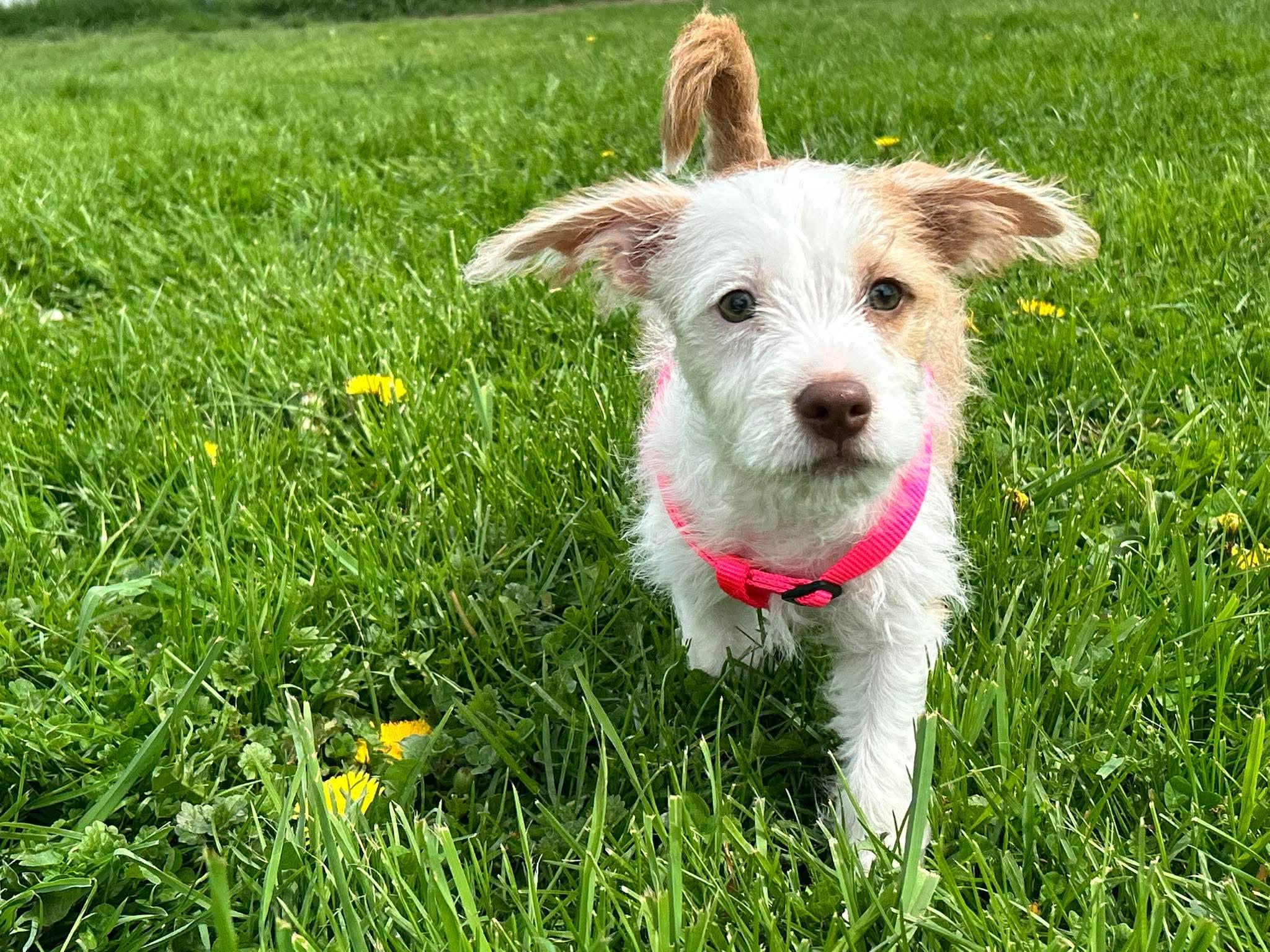 Charlie, ADOPTABLE, Puppy Female Terrier & Staffordshire Bull Terrier.