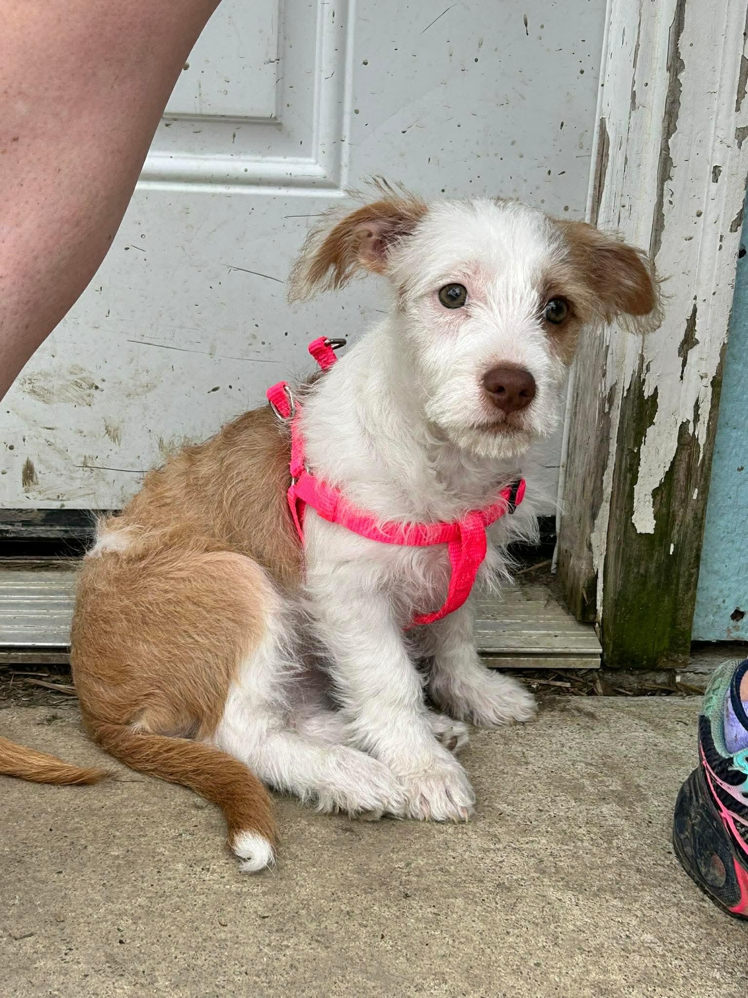 Enlarge Charlie, a ADOPTABLE mixed breed in Brunswick, OH image 4/6