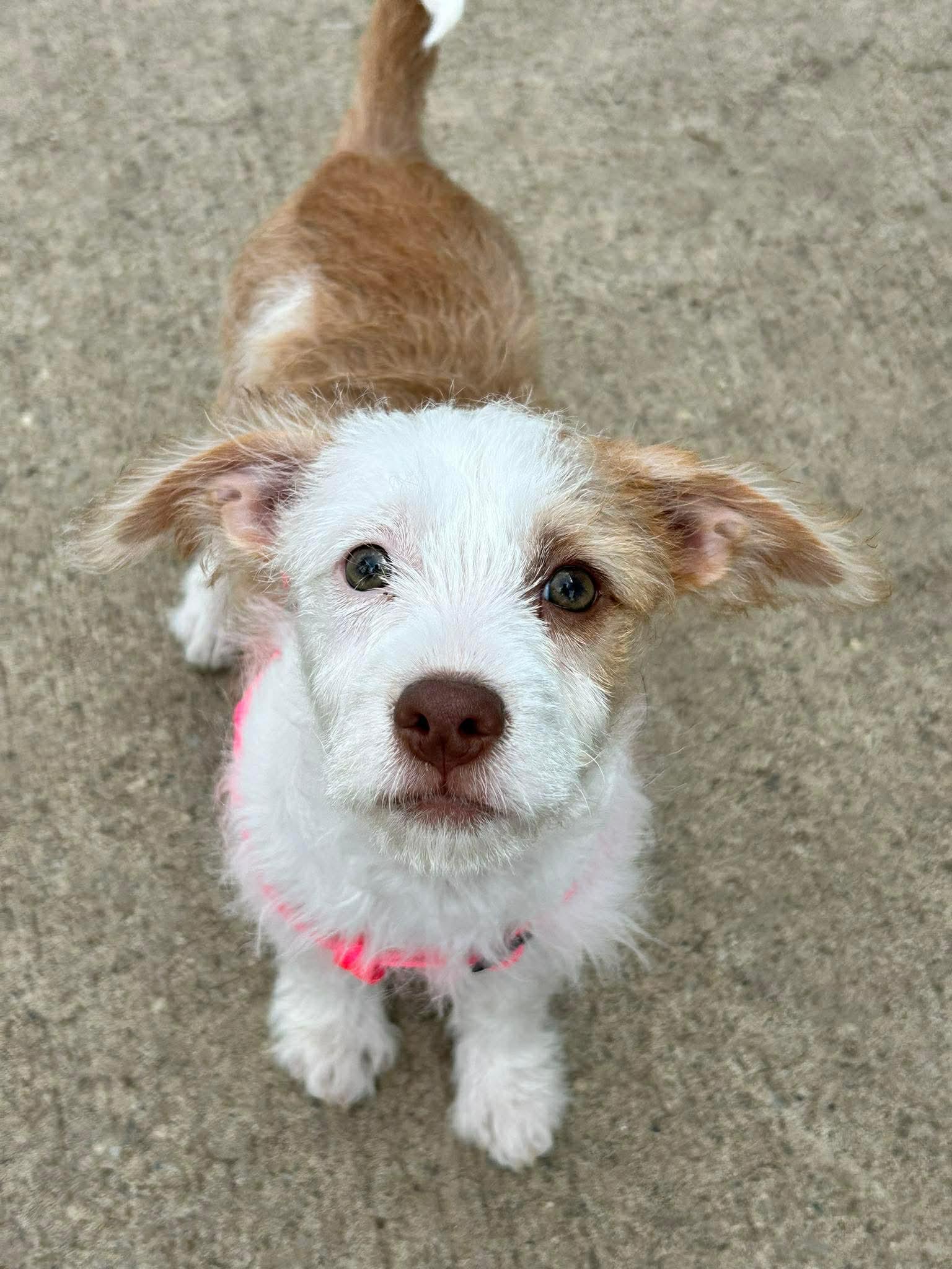 Enlarge Charlie, a ADOPTABLE mixed breed in Brunswick, OH image 2/6