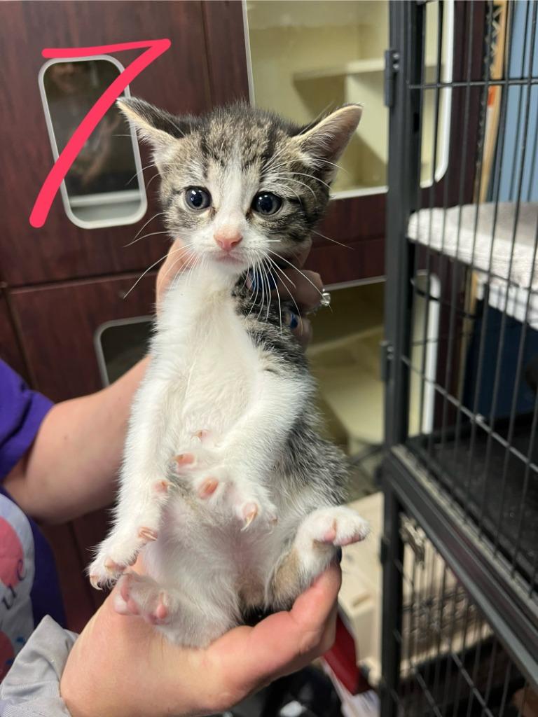 Maxi, Adopted, Kitten Female Domestic Short Hair.