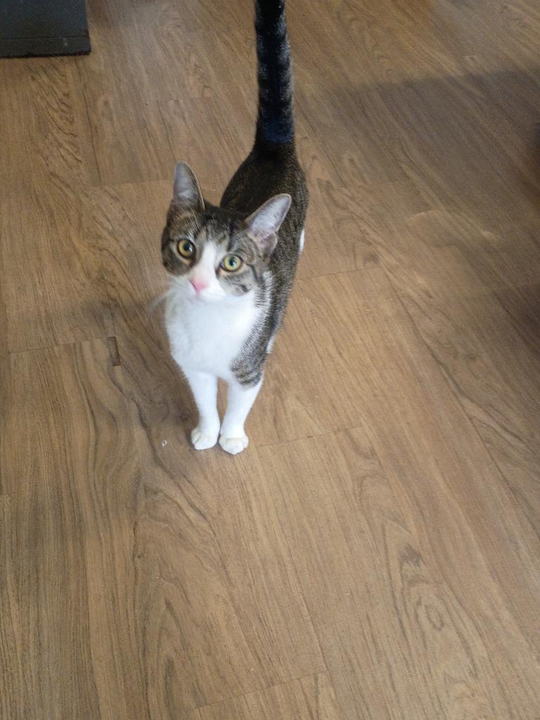 Enlarge Maxi, a Adopted mixed breed in LIberty, NY image 2/2