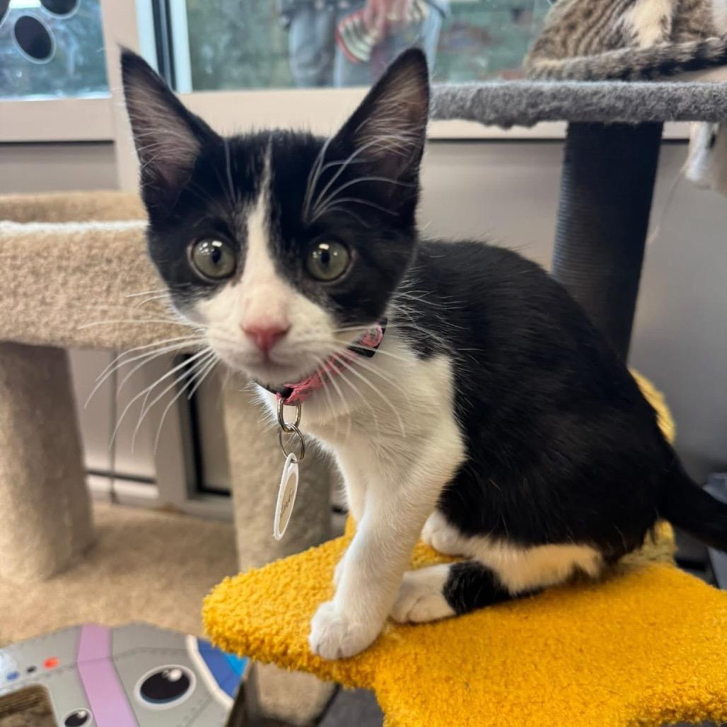 London, Adoptable, Kitten Female Domestic Short Hair.