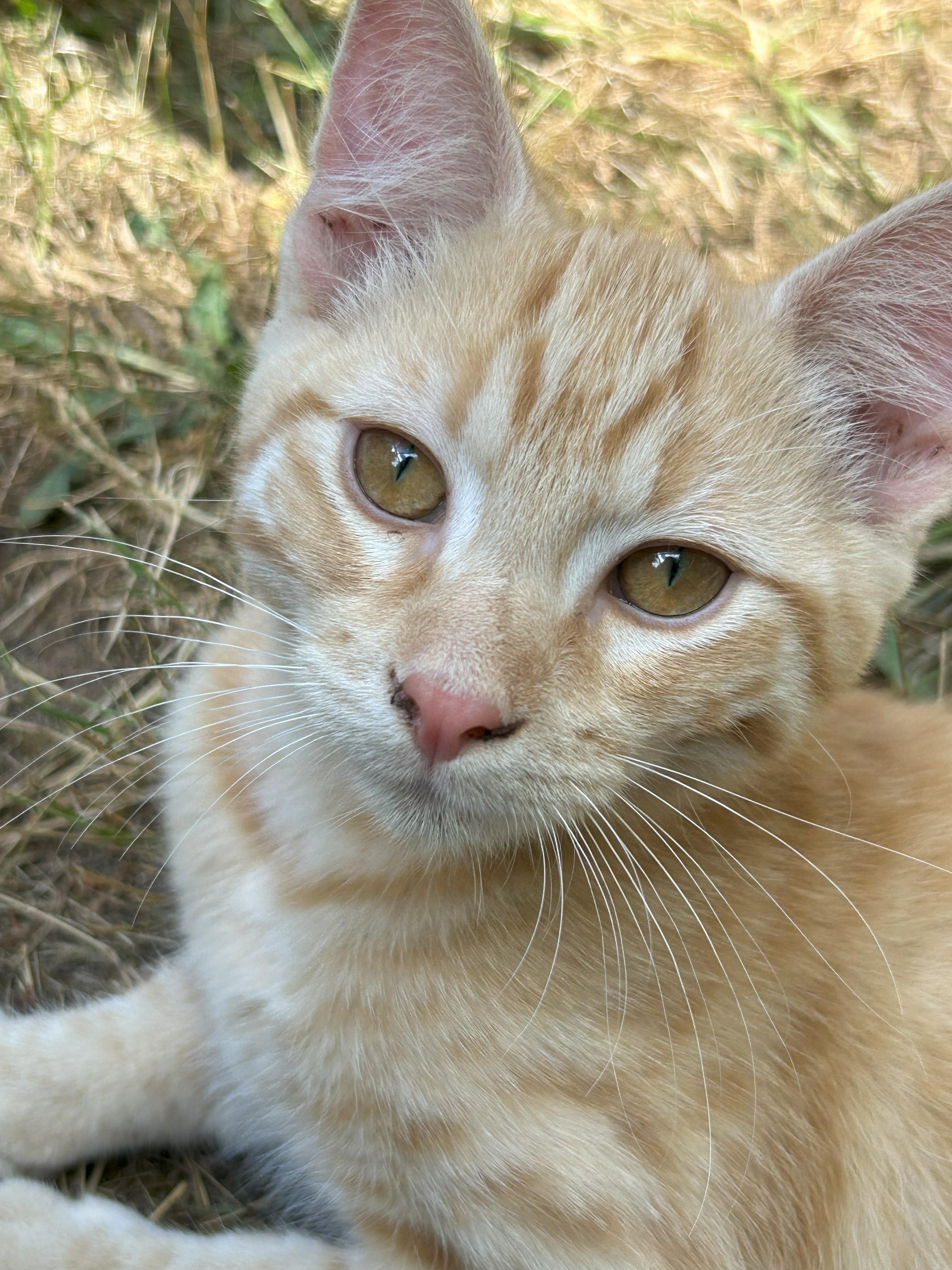 Enlarge Chester, a Adopted Domestic Short Hair in Chehalis, WA image 1/4