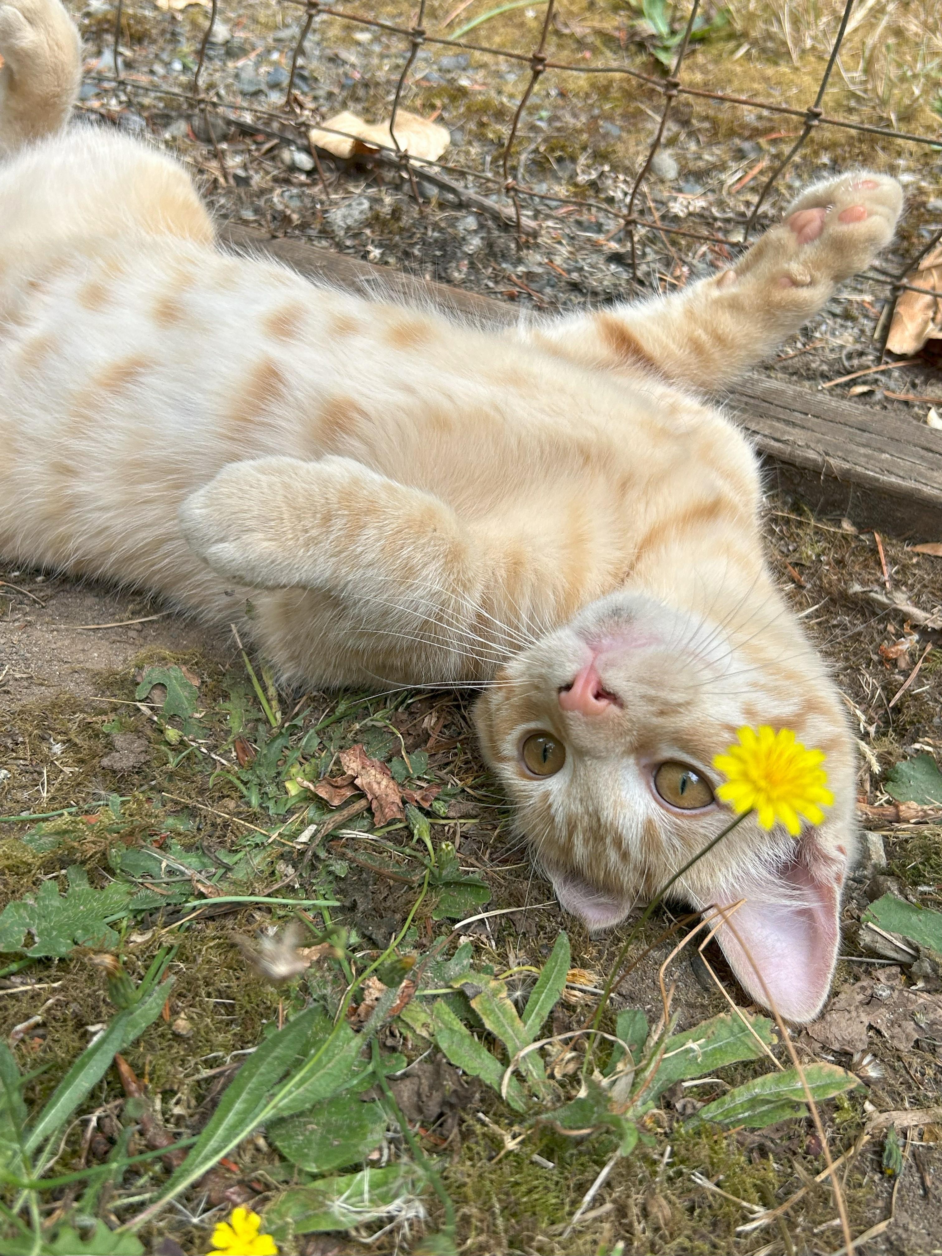 Enlarge Chester, a Adopted Domestic Short Hair in Chehalis, WA image 2/4