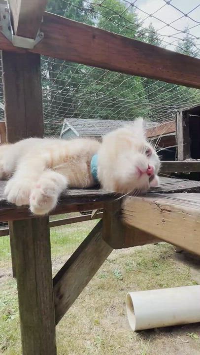 Enlarge Chester, a Adopted Domestic Short Hair in Chehalis, WA video 3/4