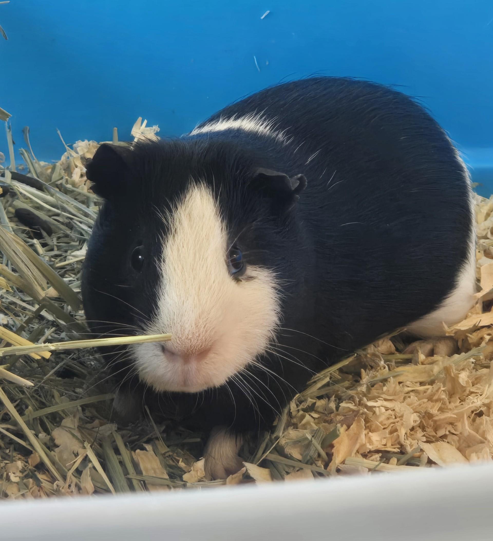 Enlarge Oreo, an adopted Guinea Pig in Brainerd, MN image 1/1
