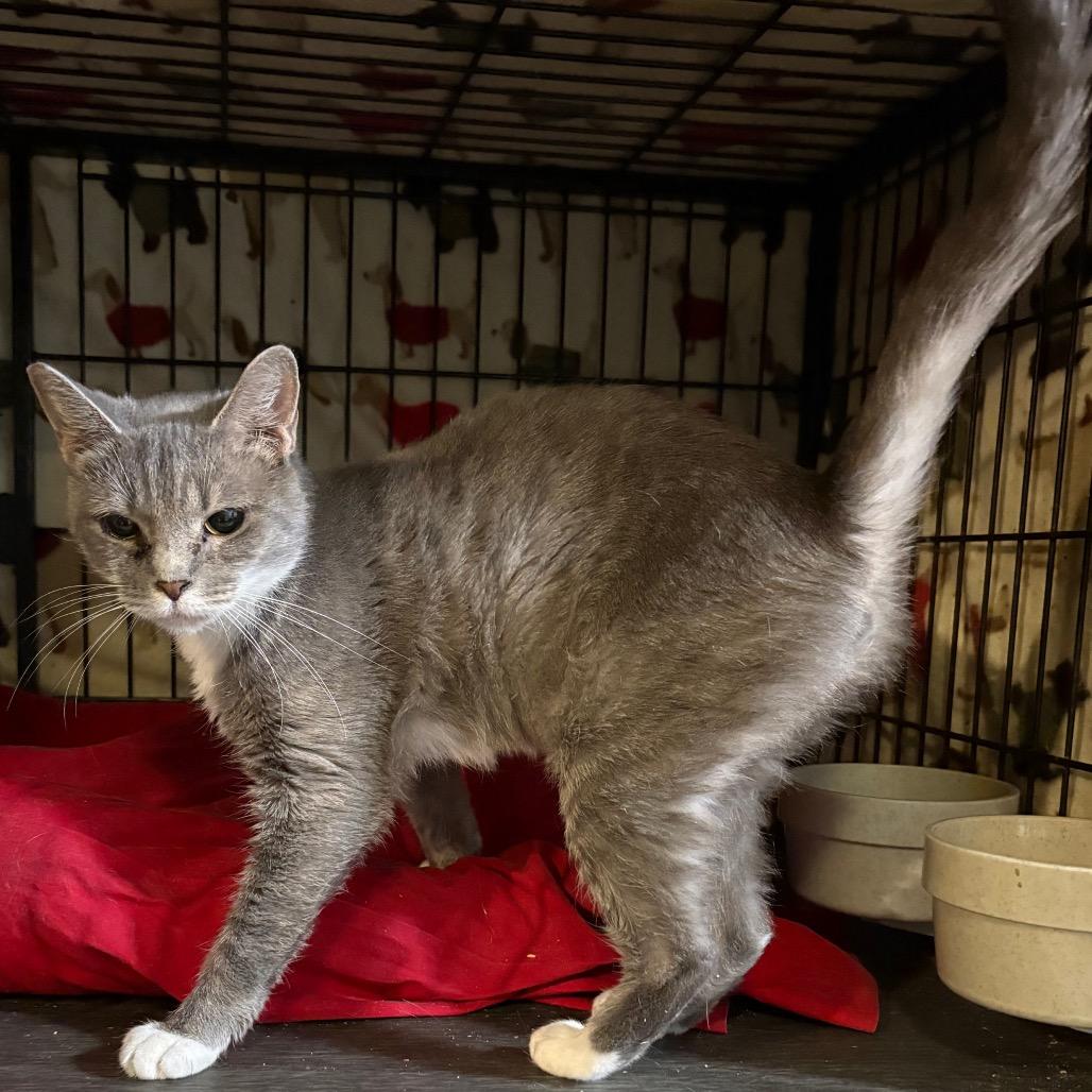 Enlarge Cm Punk, a Adoptable Domestic Short Hair in Fredericksburg, VA image 1/2