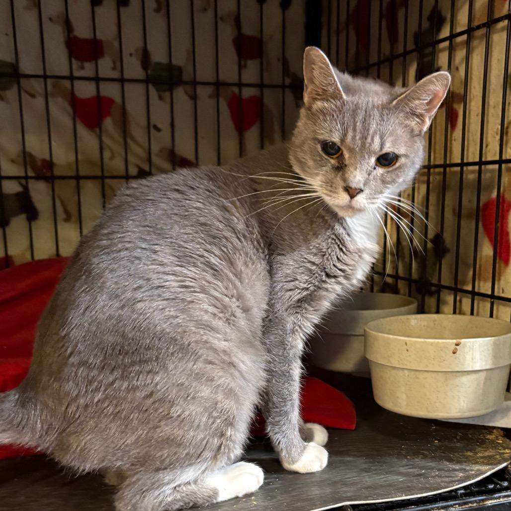 Enlarge Cm Punk, a Adoptable Domestic Short Hair in Fredericksburg, VA image 2/2