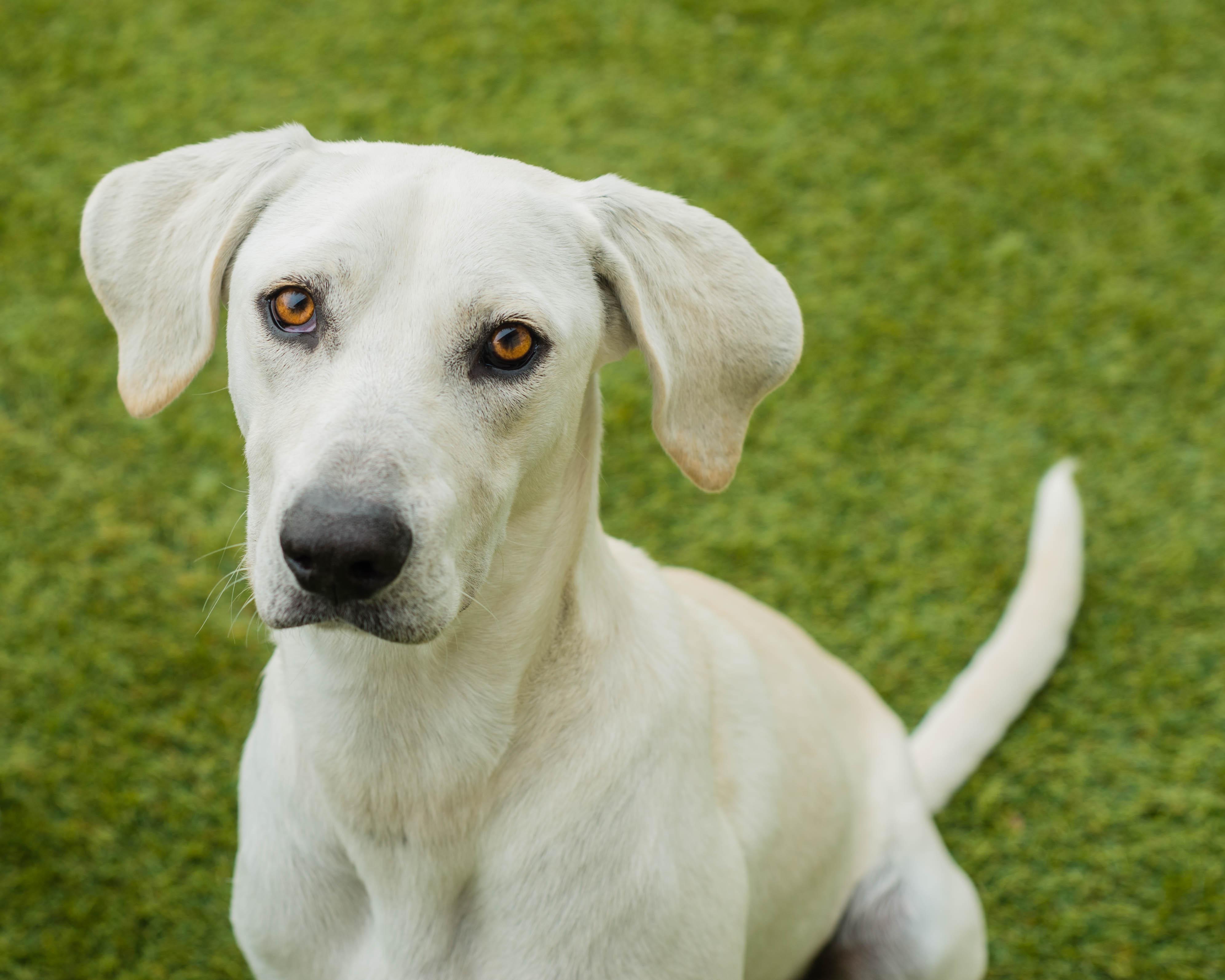 James, ADOPTABLE, Adult Male Labrador Retriever & Hound.