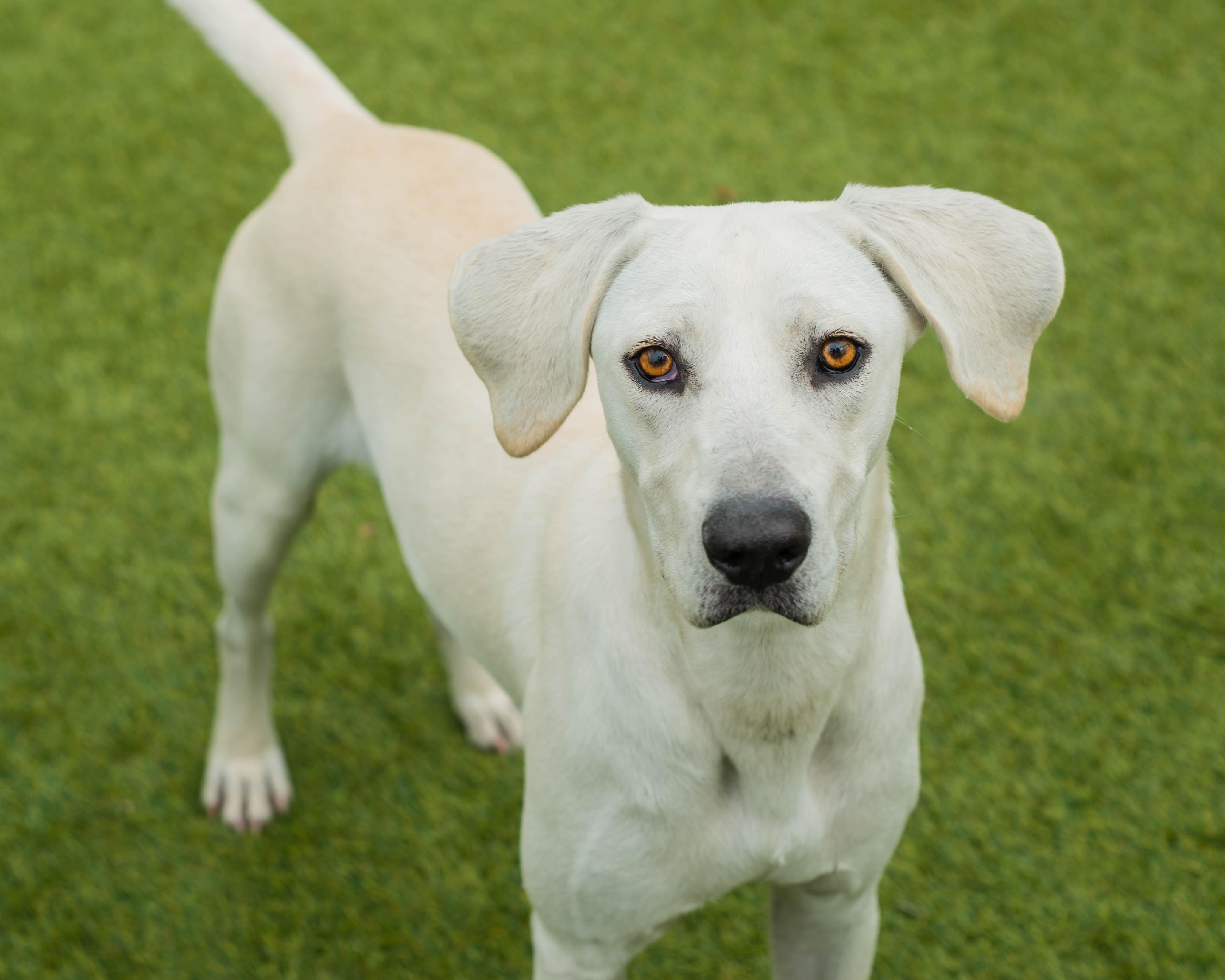 Enlarge James, a ADOPTABLE mixed breed in Mont Belvieu, TX image 2/3