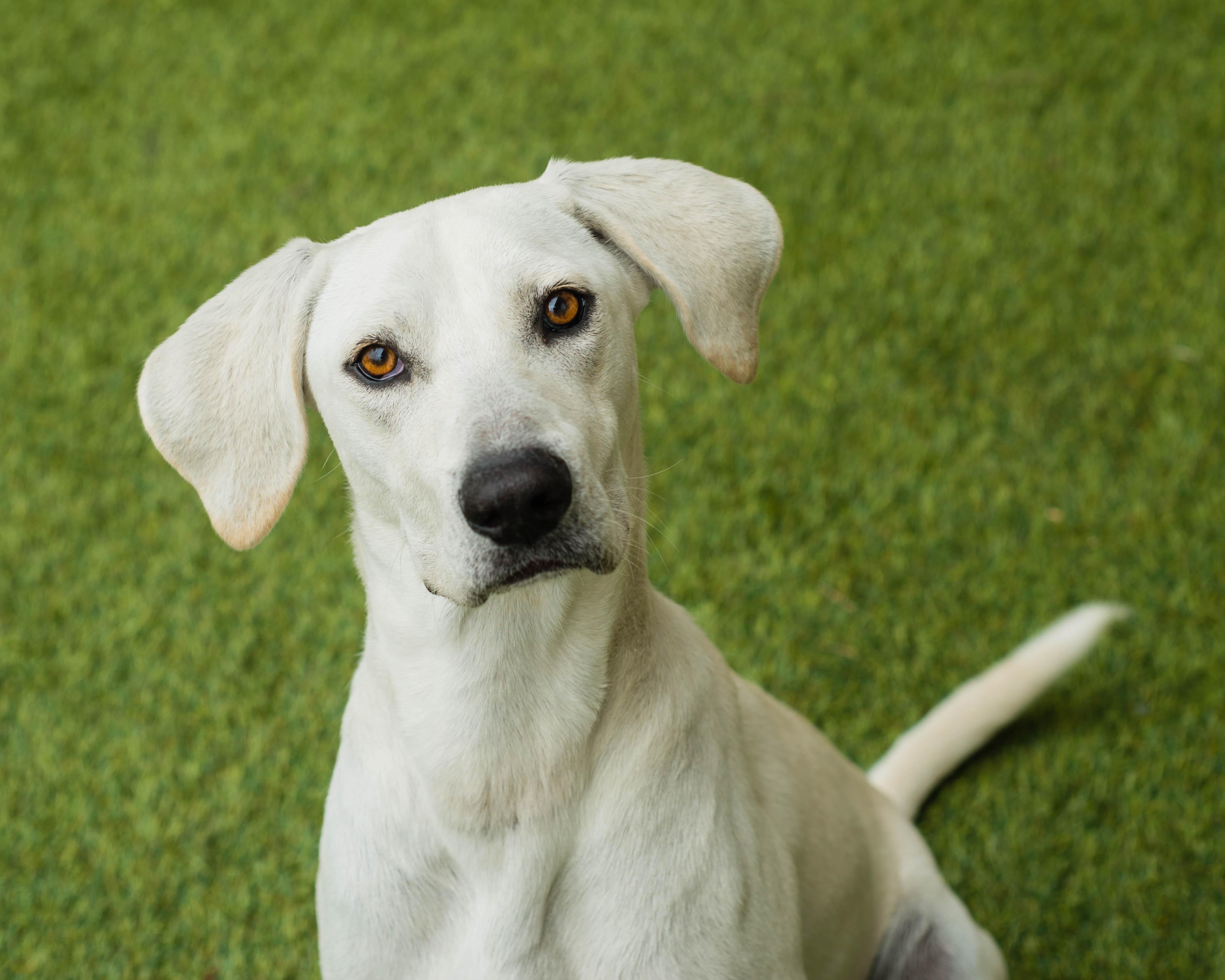 Enlarge James, a ADOPTABLE mixed breed in Mont Belvieu, TX image 3/3