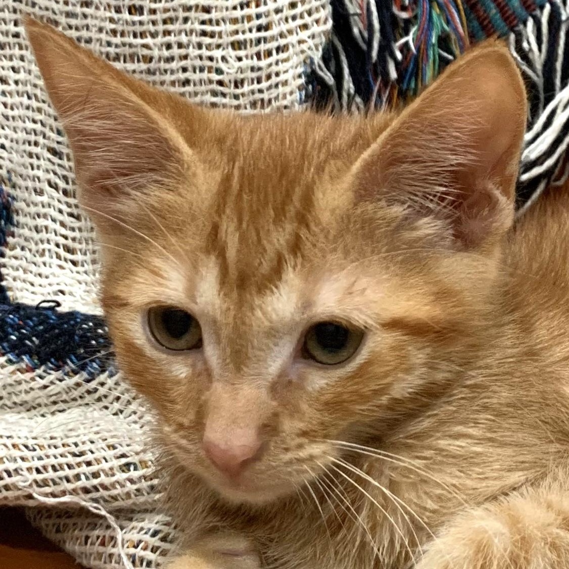 Turmeric is a mischievous playful orange kitten He loves playing with his siblings and is always e
