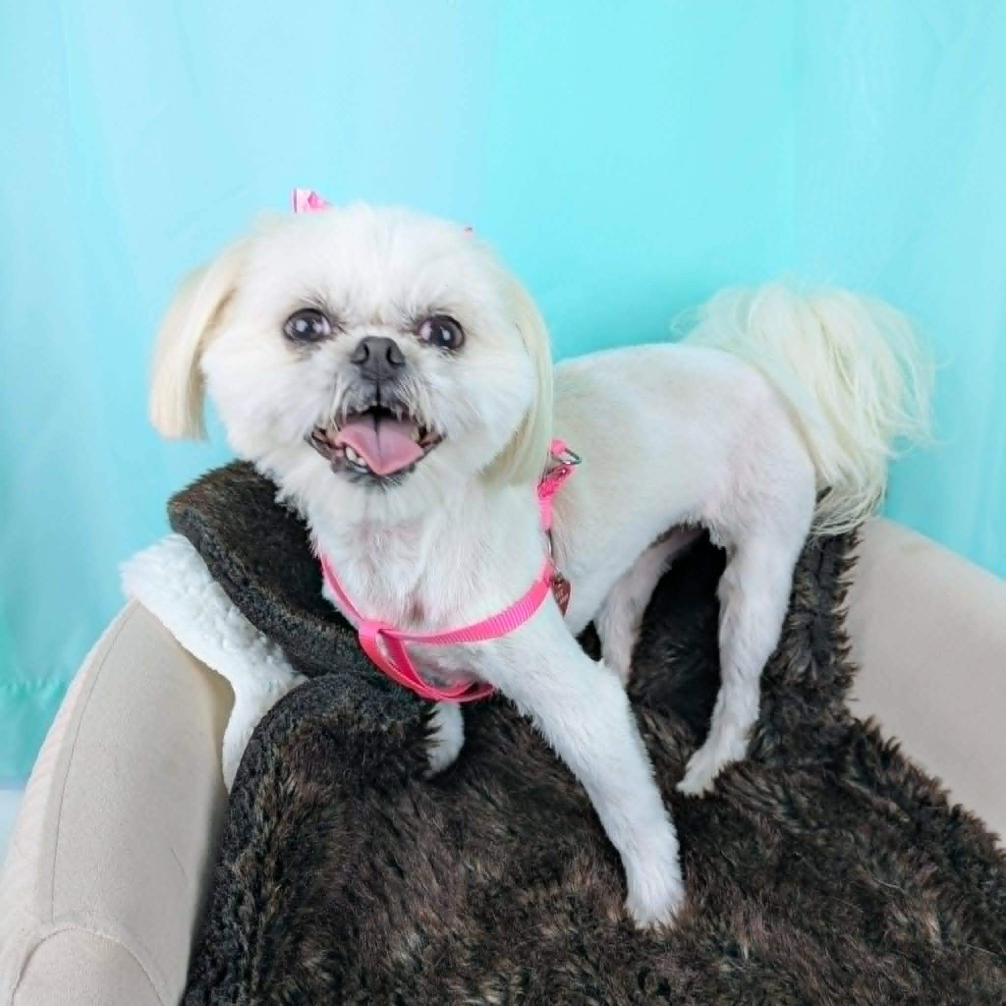 Channing, an adopted Shih Tzu in Round Rock, TX image 2/5