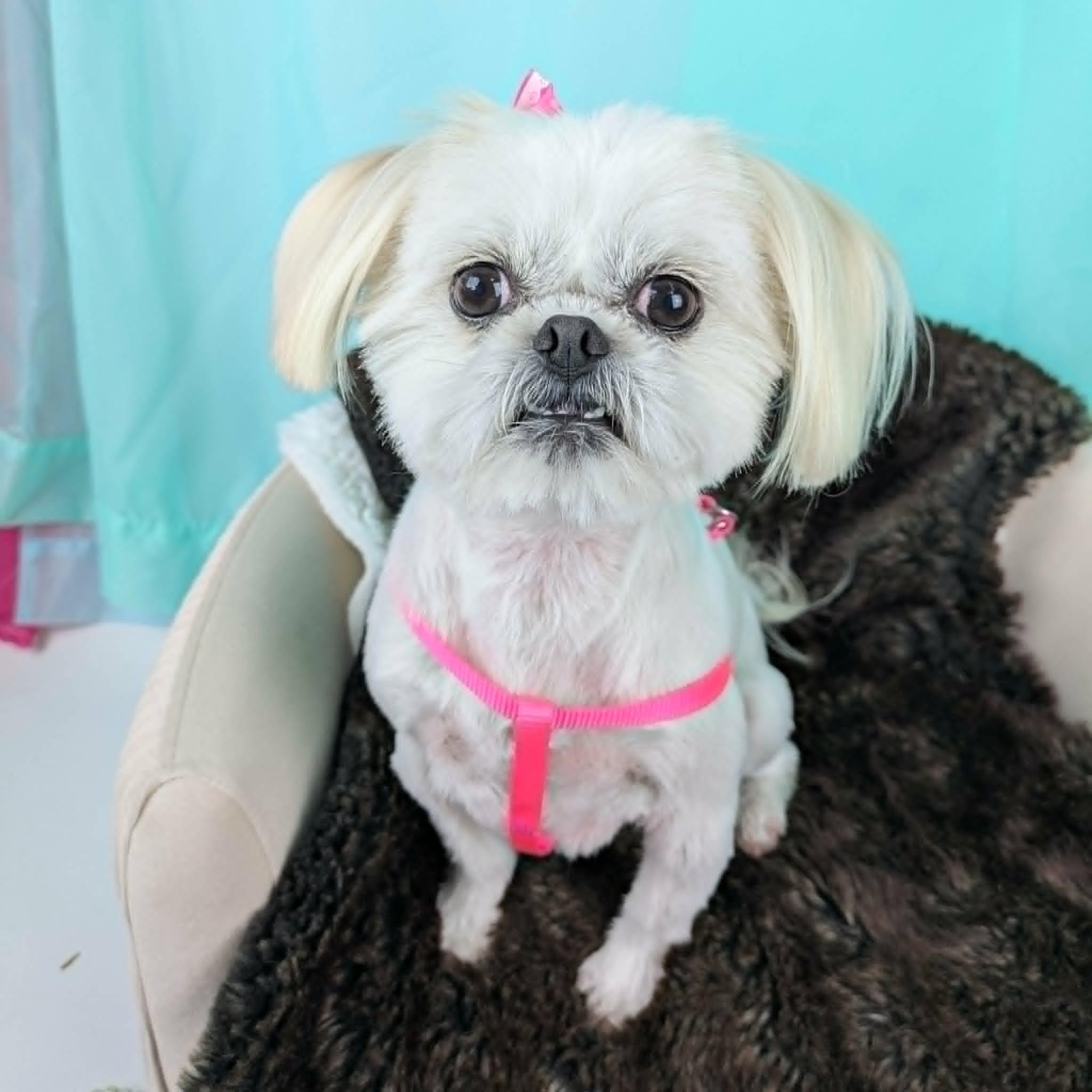 Channing, an adopted Shih Tzu in Round Rock, TX image 1/5