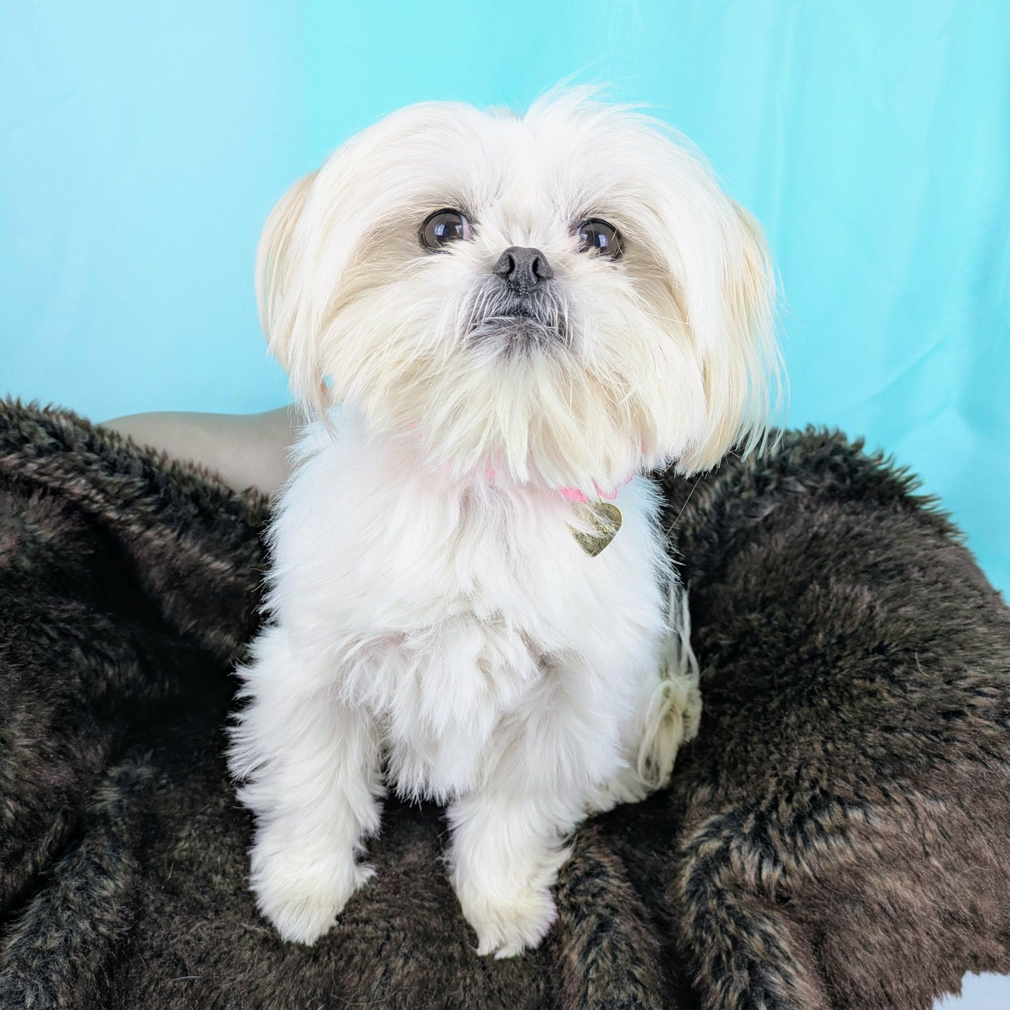 Channing, an adopted Shih Tzu in Round Rock, TX image 3/5
