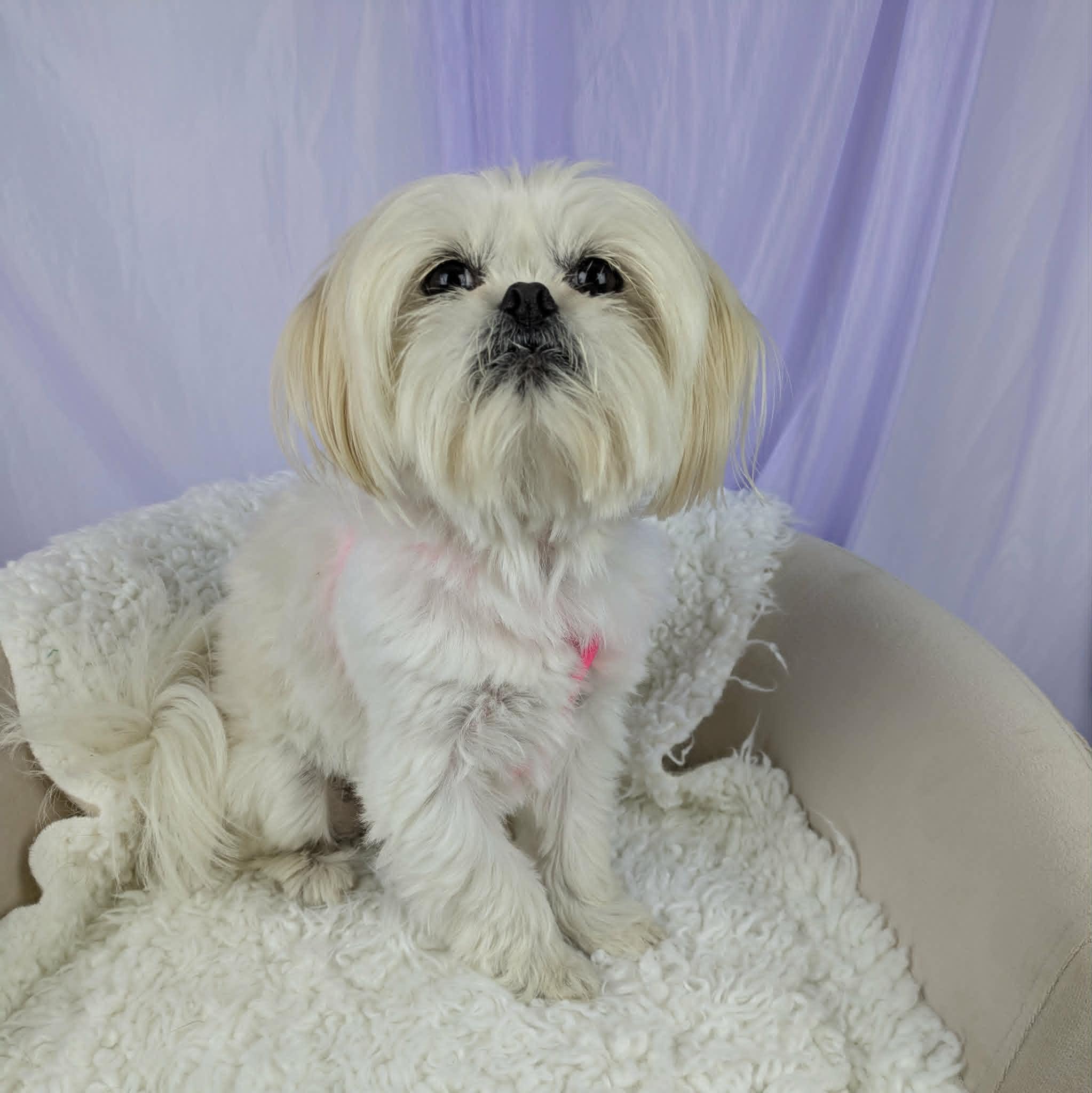 Channing, an adopted Shih Tzu in Round Rock, TX image 5/5